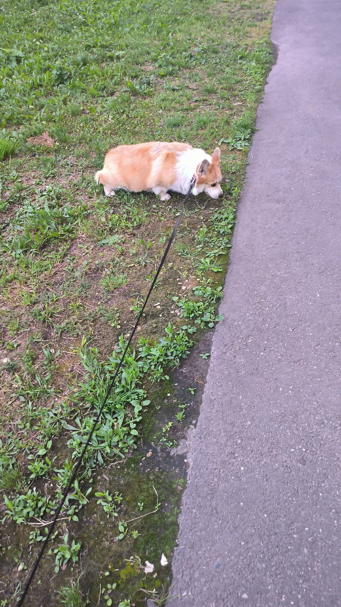 A corgi dog is lying on the grass near a paved path. The dog is light brown and white with its head down. A black leash is attached to the dog's collar and extends out of the frame. The grass is green and somewhat patchy with some dirt visible. The paved path is a dark gray asphalt. The image appears to have been taken outdoors during the day. The specific location in the city of Kovrov, Russia, cannot be determined from the image alone.