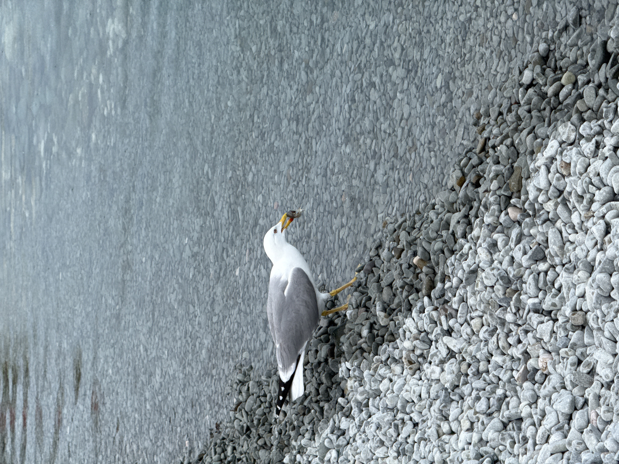 A medium shot captures a seagull standing on a pebbled shore next to a body of water. The seagull, facing right, has grey wings, white underparts, a white head with a yellow beak, and yellow legs. It is holding a small, dead fish in its beak. The water appears clear, with numerous small, smooth stones visible beneath its surface. The shore is covered in a dense layer of light grey and white pebbles of varying sizes. The lighting suggests an overcast or cloudy day. The scene is devoid of any human presence or identifiable urban features, making the city and country unknown.
