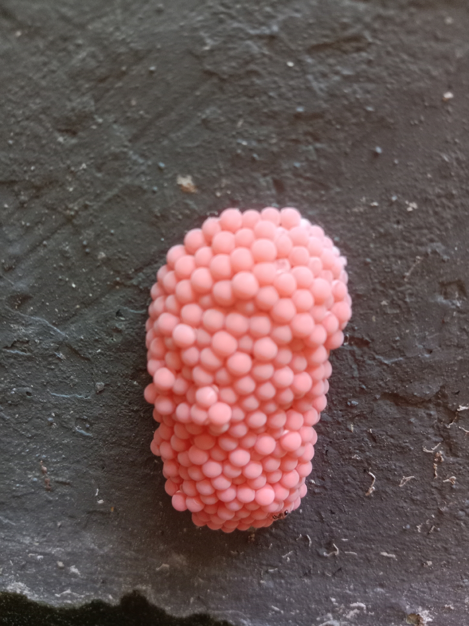 A close-up, overhead shot shows a cluster of bright pink, spherical snail eggs attached to a dark, textured surface. The surface appears to be a rough, possibly concrete or stone wall. The eggs are tightly packed together, forming an elongated, somewhat amorphous mass. The background is mostly dark, with some lighter specks and subtle textural variations. The lighting is even, casting no strong shadows. No people or other animals are visible in the frame. The location is not discernible from the image itself.