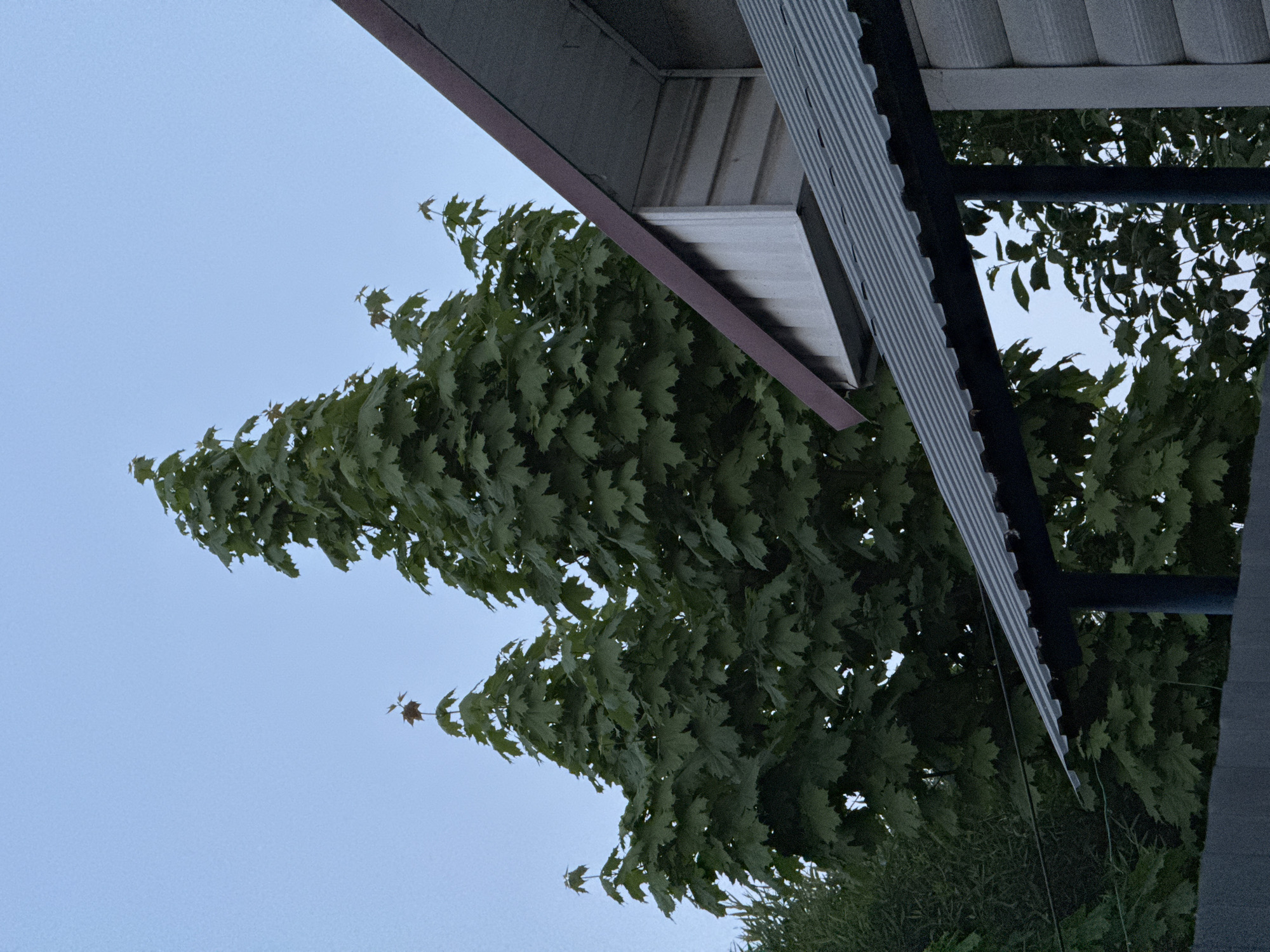 The image shows a view looking up at the corner of a building with a gray corrugated metal roof. The roof has a brown trim. A large tree with green leaves is visible to the left of the roof. The sky is visible in the background. The location is unknown, and there is no evidence to suggest it is in Ягул, Russia.