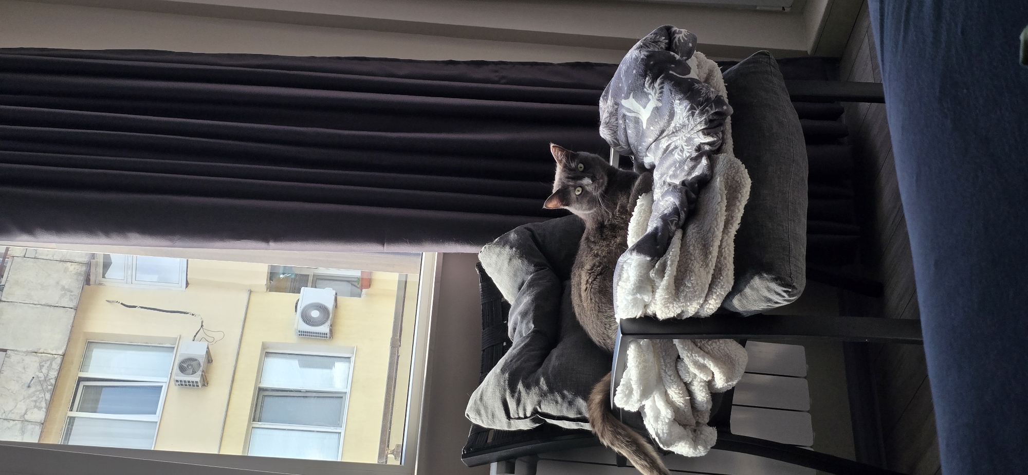 An indoor shot shows a grey cat lying on a chair draped with blankets. The cat is facing the camera with its green eyes open. The chair is positioned next to a window which looks out onto a building with yellow walls and windows, and an air conditioning unit. A dark curtain is visible to the right of the window. The lower portion of the image shows a dark blue surface, likely a piece of furniture. The scene is illuminated by natural light coming from the window, casting shadows.