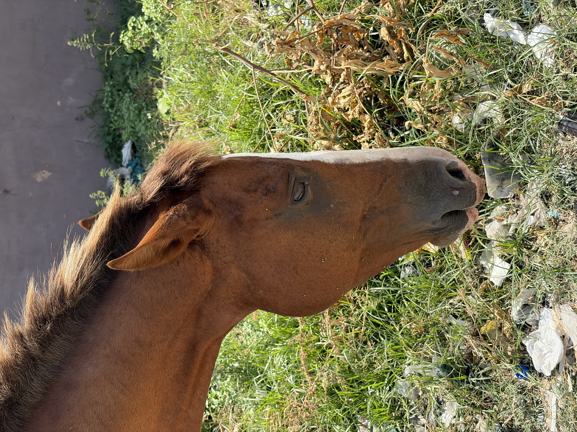 A close-up, medium-shot depicts a brown horse's head with a white stripe down its face, grazing in an area overgrown with green grass, dry leaves, and scattered white plastic trash. The horse's muzzle is dark, and its eye is visible. The environment appears to be an urban or peri-urban area, given the presence of litter and a glimpse of pavement in the background, consistent with a location in Alaguntan, Nigeria. There are no people visible in the frame, the primary subject is the horse.