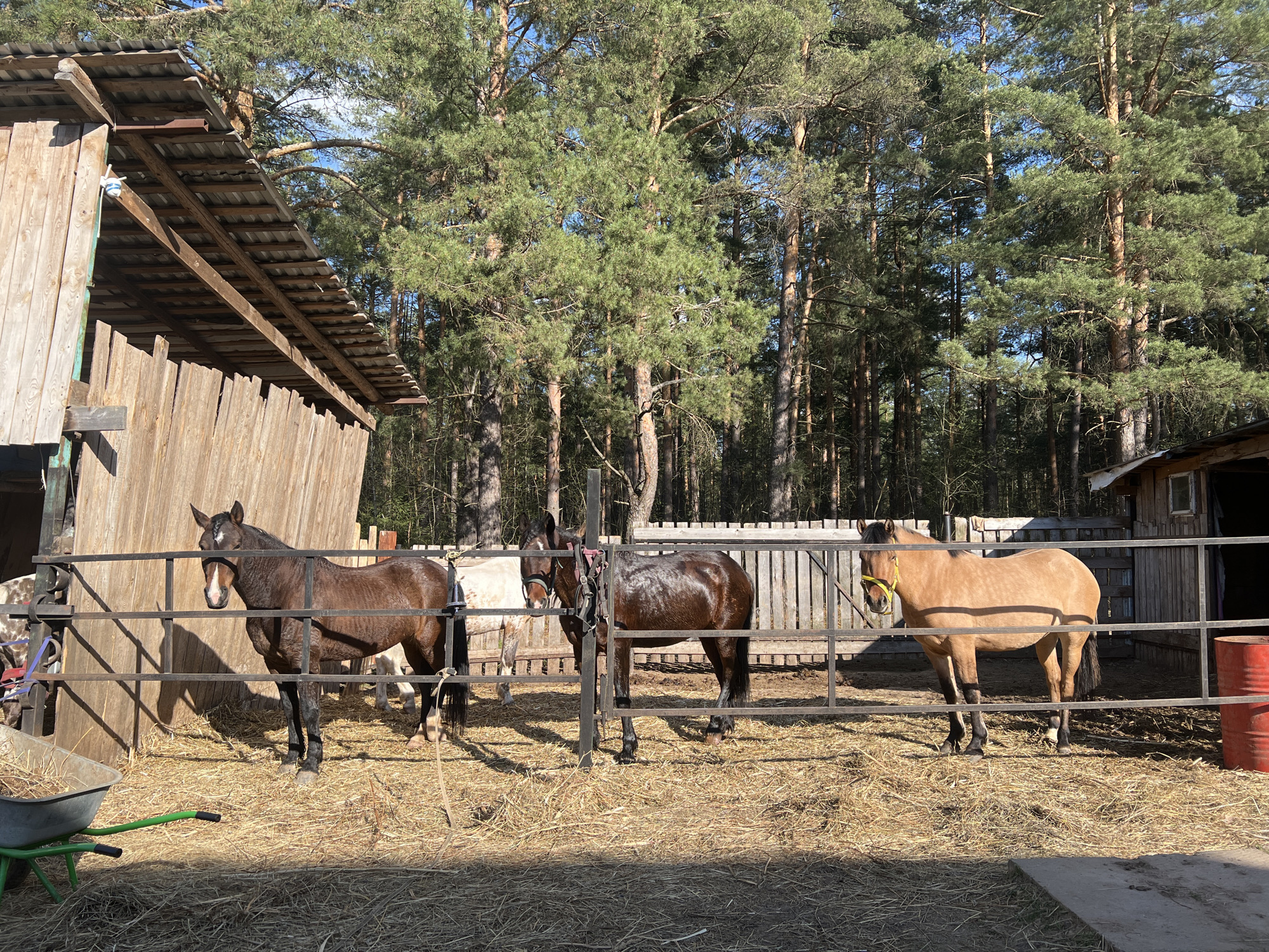 The image depicts three horses standing behind a metal fence in what appears to be a rural or semi-rural setting. The location is Chaikovsky, Russia.
From left to right, the horses are brown, dark brown, and tan. The brown horse on the left has a white blaze on its face. The dark brown horse is wearing a harness. The tan horse on the right is wearing a yellow halter. All three horses appear to be healthy.
Behind the horses, there is a simple wooden structure with a corrugated metal roof, likely a stable or shelter. There is another structure visible on the right. The background consists of tall evergreen trees.
In the foreground, there is a wheelbarrow with hay, suggesting the horses are being fed or cared for. The ground is covered in hay or straw. A red barrel is visible near the tan horse. The overall scene suggests a small farm or equestrian facility.