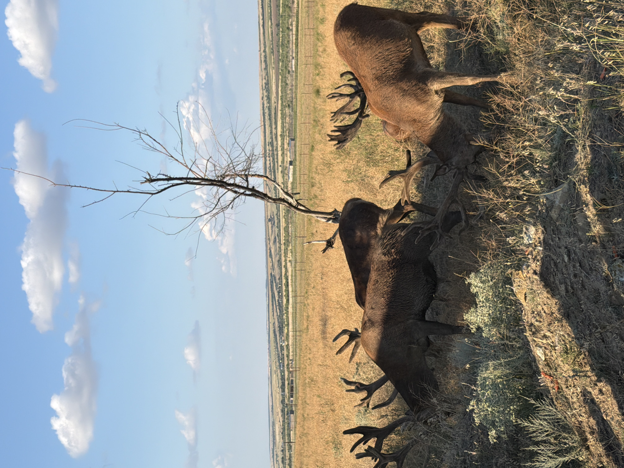 The image shows a group of red deer in a dry, grassy field with a clear blue sky and scattered white clouds. A bare tree stands in the center of the frame. In the background, there are rolling hills with scattered structures that suggest a rural or semi-rural setting, possibly a village or agricultural area. The deer appear to be grazing or interacting with each other. The lighting indicates it is daytime, likely late afternoon due to the angle of the shadows. The scene is set in Gornyi Balyklei, Russia.