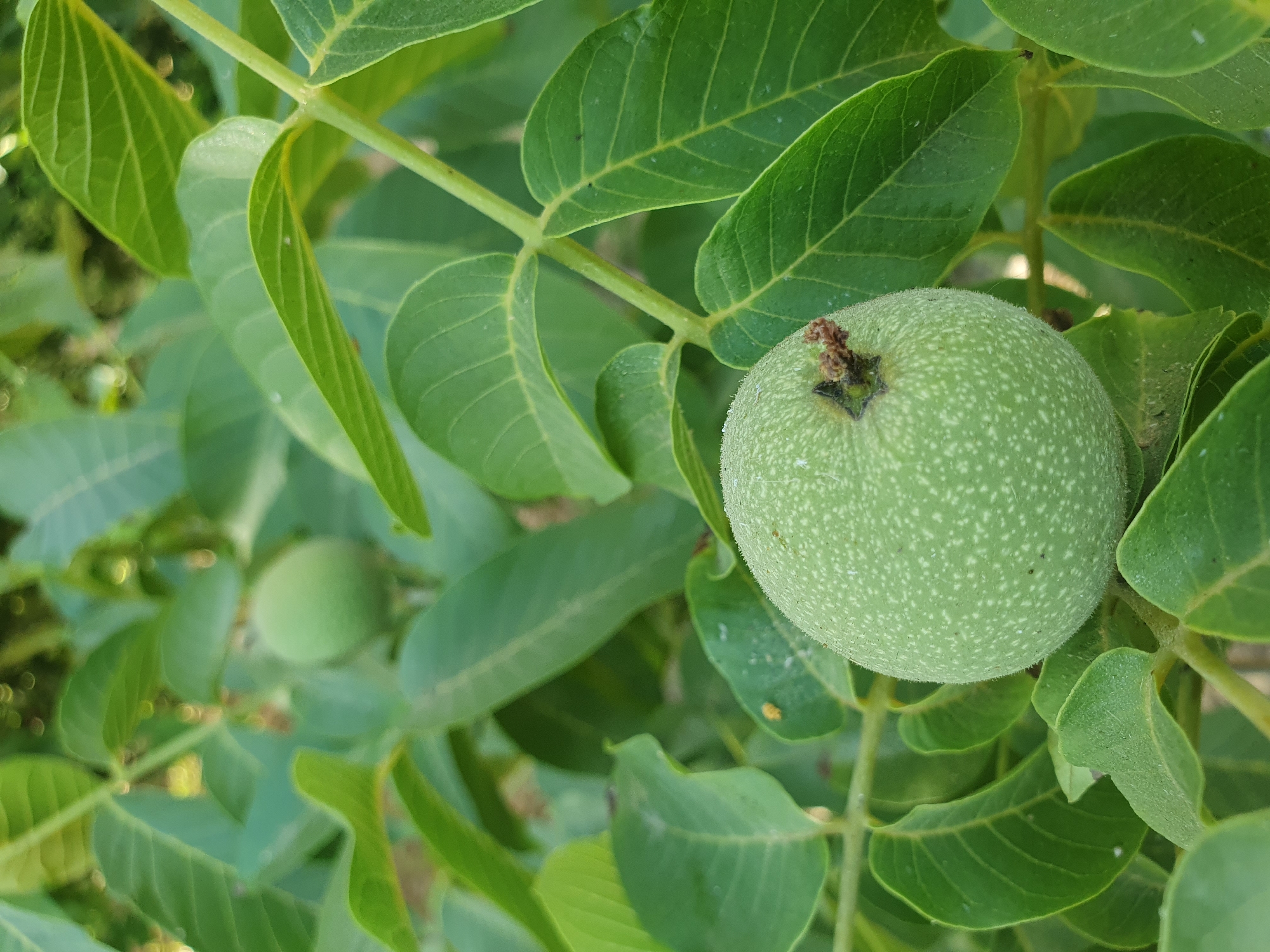 A close-up shot captures a green walnut fruit hanging from a branch, surrounded by its lush green leaves. The walnut is slightly fuzzy, with a textured surface dotted with lighter green speckles. At the top of the fruit, a small, dried stem is visible. In the background, another, slightly out-of-focus green walnut can be seen among the foliage. The scene appears to be outdoors, with natural light illuminating the greenery. The image does not show any people, actions, or interactions, and the environment suggests a garden or orchard setting. It is not possible to ascertain the specific location within the city of Kheyrabad, Iran, from the provided image.