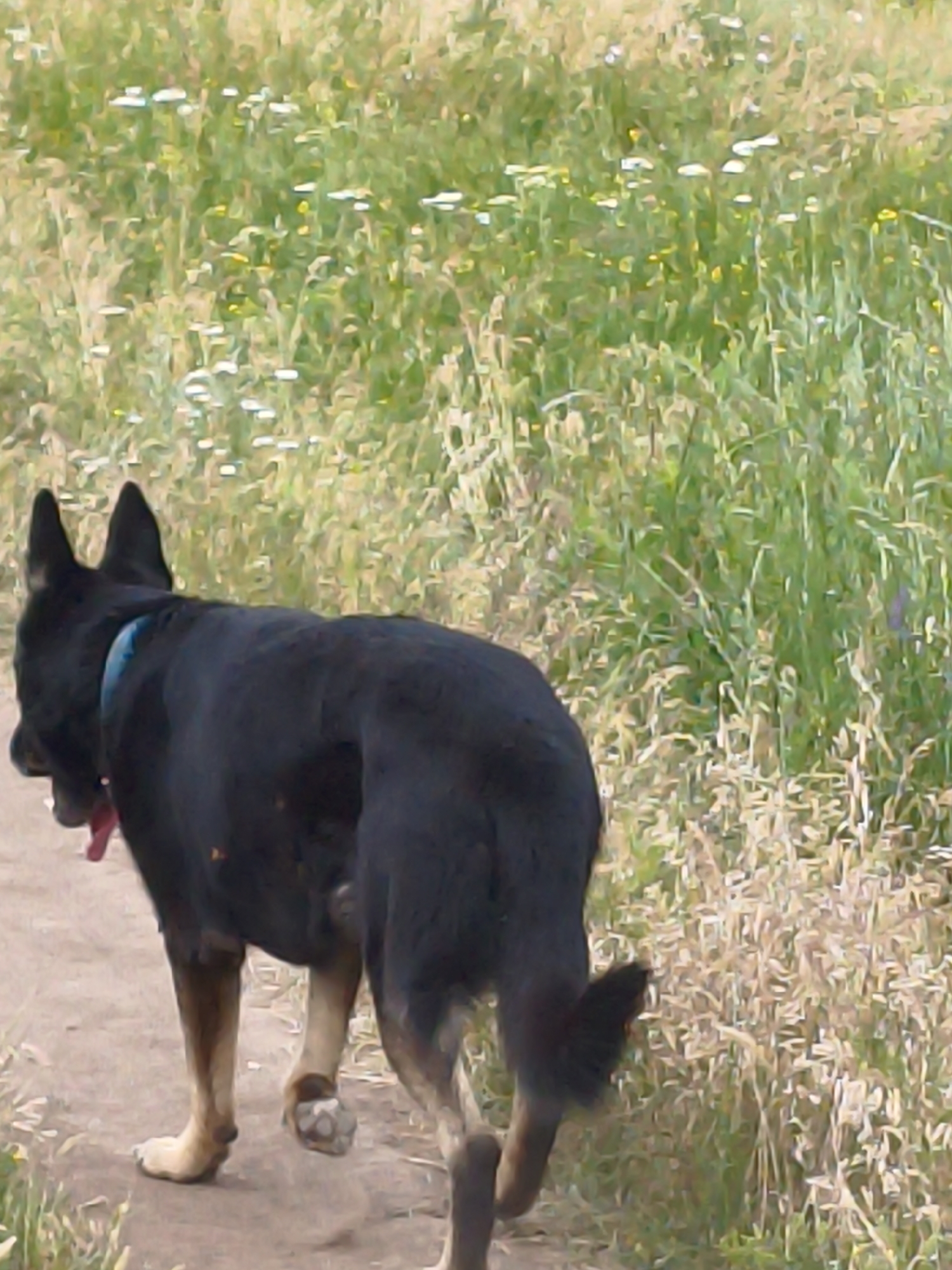 In Ustyvytsia, Ukraine, a medium shot captures a black German Shepherd from behind as it walks along a dirt path. The dog is wearing a blue collar and a red leash or tag is visible around its neck. The dog's fur is predominantly black, with tan-colored legs. It is walking through a natural outdoor environment, with a field of green grass and wildflowers in the background. The lighting suggests it is daytime, likely with moderate to bright sunlight given the shadows. The overall mood is serene, depicting a simple moment of a dog exploring its surroundings. There is no visible text in the image.