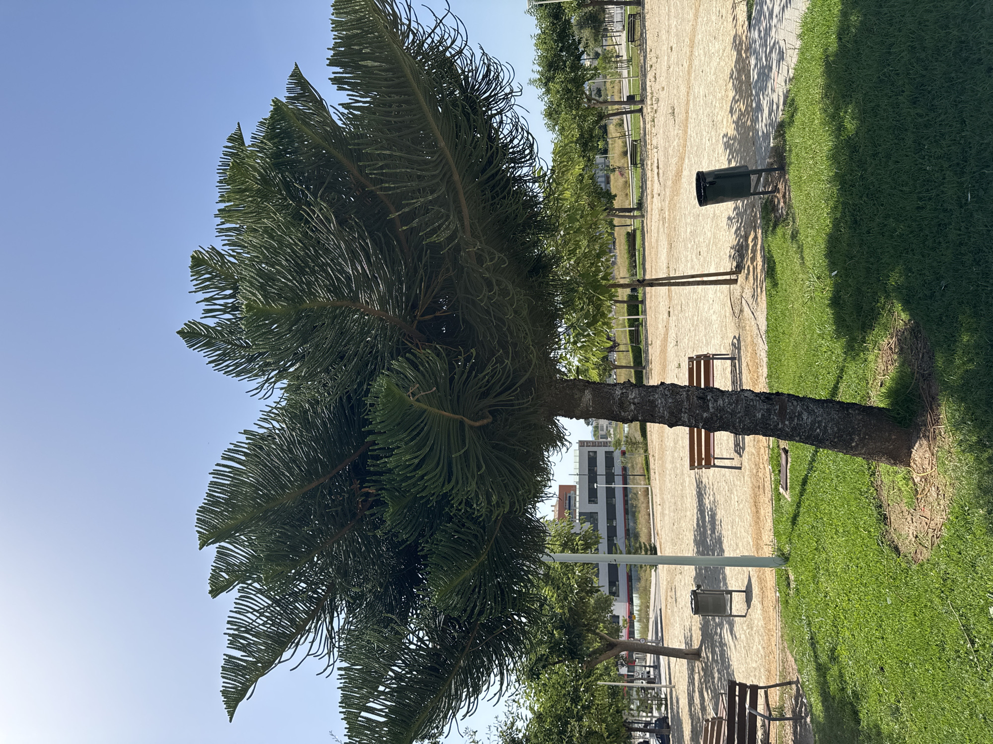 The image captures a park scene under a bright, clear blue sky. In the foreground, a mature tree with distinctive, layered branches and needle-like foliage stands prominently. Its trunk is rough and textured. To the left of the tree, a patch of vibrant green grass is visible, with dappled sunlight and shadow cast from the tree's canopy.
Beyond the foreground tree, the park unfolds with a sandy, light-colored ground surface. Several park benches made of wood and metal are placed at intervals. A dark-colored trash receptacle is also visible near one of the benches. A line of trees with lighter green foliage borders the sandy area, and behind these, a modern, multi-story building with a grey facade and numerous windows can be seen. The environment appears well-maintained, suggesting a public urban park.
Based on similar park designs and the presence of Mediterranean-style vegetation often found in Spain, this park is likely the Parque de l'Estació in Gandia, Spain. The building in the background may be part of the urban infrastructure surrounding the park, and the open layout with benches and recreational space is characteristic of city parks in this region. No people are present in the image.