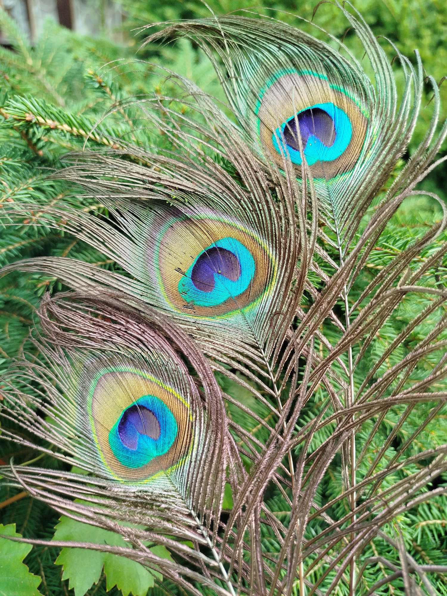 Three peacock feathers are arranged in the foreground, with their iridescent "eyes" clearly visible. The feathers are positioned in front of a blurred background of lush green pine branches and some broad green leaves. The overall lighting suggests an outdoor setting, likely in a garden or natural environment. There are no people or animals present in the image. The location is identified as Chkalovskoye SNT, Russia.