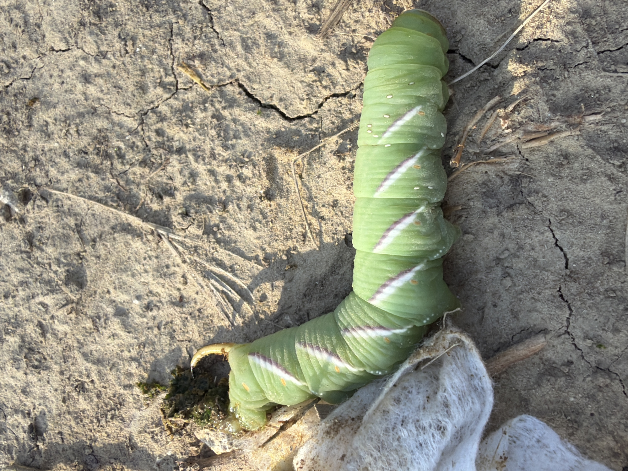 A bright green caterpillar with diagonal white and purple stripes lies on dry, cracked earth. The caterpillar is curved in an L-shape. Its head is to the left, near a small clump of dark green vegetation and white fibrous material. The body is segmented and plump, with small orange dots visible on its sides. The ground is light brown and appears dry and dusty, with visible cracks. Dried grass stalks and small twigs are scattered on the surface. The image is taken from a high angle, looking down at the caterpillar and the ground. The location is specified as Tătărăști, Moldova.