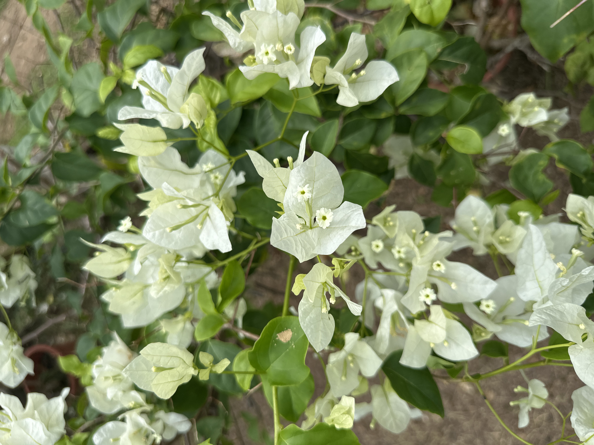 A close-up, top-down perspective displays a dense cluster of white Bougainvillea flowers in Samal, Philippines. Numerous white, papery bracts, some with a faint pale green hue, are prominently featured, each surrounding small, delicate yellowish-white true flowers with visible stamens. These floral elements are interwoven with vibrant green, ovate leaves; one leaf in the mid-left area exhibits a distinct light brown, irregular mark. Green stems are visible throughout the foliage. The background is softly blurred, revealing reddish-brown soil or ground cover and indistinct hints of other vegetation or potted plants. Natural daylight illuminates the scene.