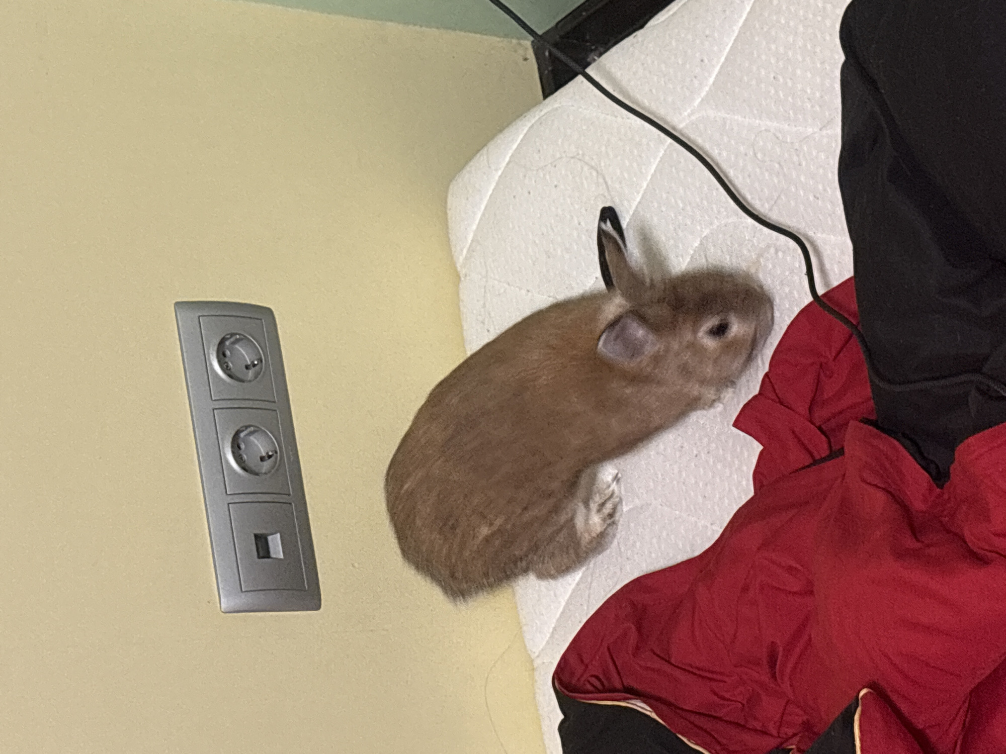 An indoor, close-up shot captures a light brown rabbit resting on a white, textured mattress. The rabbit is positioned on its side, facing towards the right, with its head slightly turned, revealing its dark eyes and distinctive black-tipped ears. Its small white paws are visible near its body.
To the left of the rabbit, a light yellow wall features a vertical stack of three grey electrical modules. The top two modules appear to be European Type F (Schuko) sockets, possibly combined with rotary dimmers or controls, while the bottom module is a square blank plate or data port.
A black cable snakes across the white mattress, running near the rabbit's head and towards the top right corner. In the bottom right portion of the image, crumpled red and black fabric, possibly clothing, rests on the mattress. The overall setting appears to be a cozy indoor space. There is no visible text in the image. The location is contextualized as Ореховка, Russia.