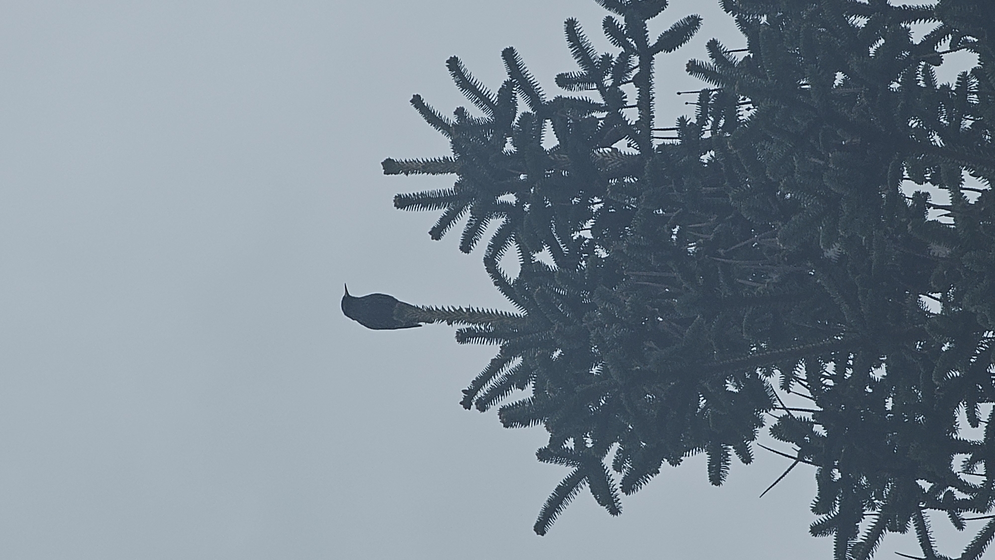 A bird is perched on a branch of a conifer tree. The sky is overcast. The location is Rogachevo, Bulgaria.