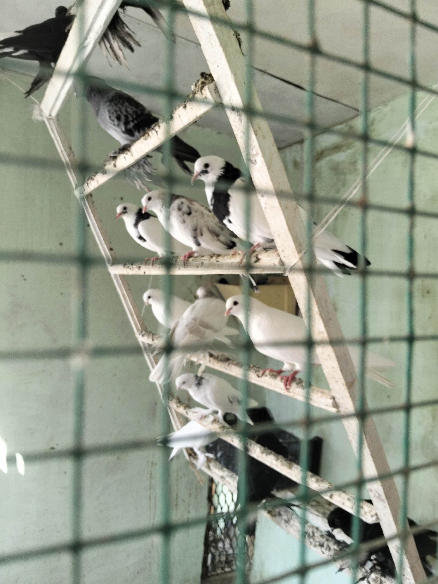 The image, captured in Kogon City, Uzbekistan, depicts a multi-tiered pigeon coop. Numerous pigeons are perched on wooden ledges within the cage. The pigeons exhibit varied plumage, with some being predominantly white, others black and white patterned, and at least one appearing entirely black. A green mesh fence is visible in the foreground, obscuring a clear view of the subjects. The lighting suggests an indoor environment, possibly a loft or a sheltered enclosure. The pigeons are stationary, with no discernible interactions or specific actions being performed. The overall scene is one of a pigeon sanctuary or breeding facility.