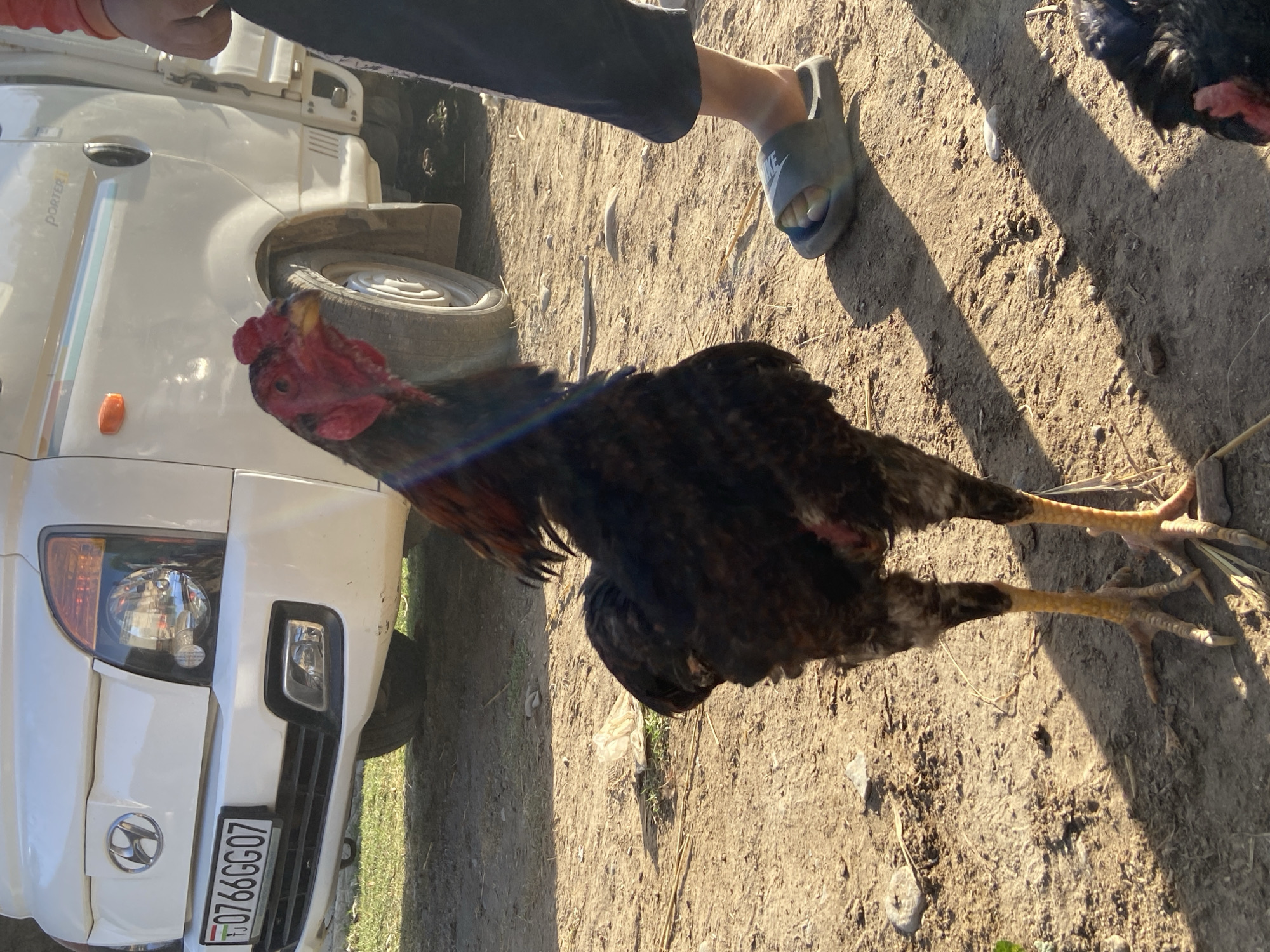 In Ruknobod (Shurcha), Tajikistan, a rooster stands on dusty ground in front of a white Hyundai Porter truck. The truck's license plate reads "TJ 0766GG07". A person's legs, wearing dark pants and a grey slide sandal, are visible to the right of the rooster. Another rooster's head is partially visible in the lower right corner. The environment is outdoors, with sunlight casting shadows on the dirt.