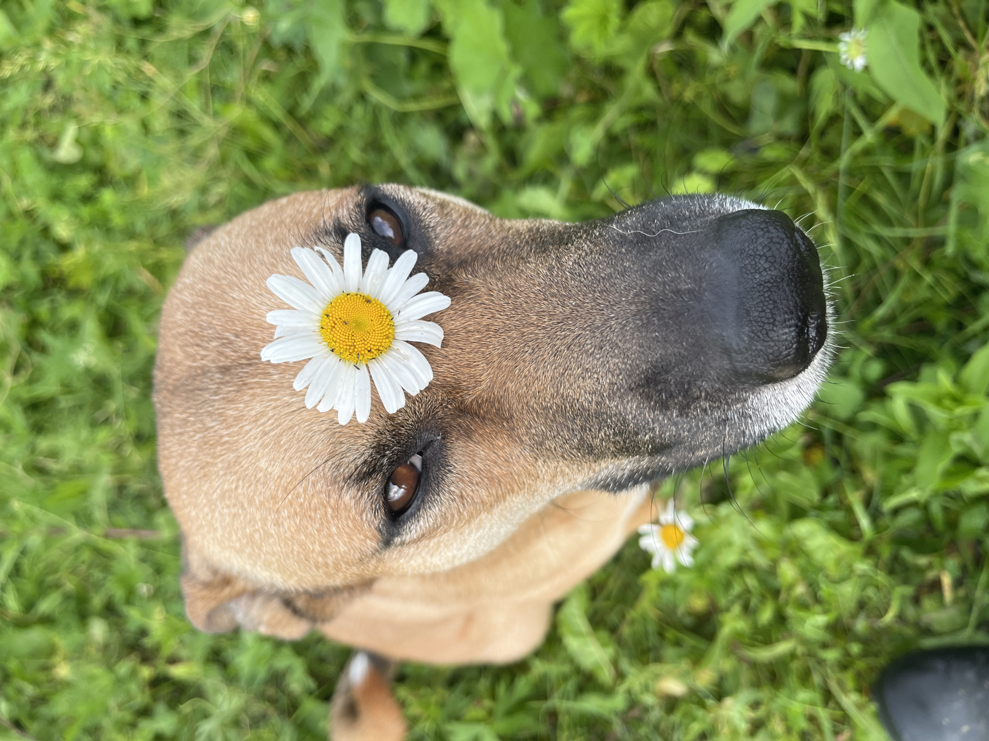 A close-up, high-angle shot focuses on a tan dog with a daisy placed on its forehead, set against a blurred green grassy background. The dog's right eye is visible, a deep brown iris with a reflective highlight. The dog's muzzle is dark gray, with white whiskers and a wet nose. The daisy has white petals and a yellow center. Small white wildflowers are scattered in the grass. A black boot is partially visible in the bottom left corner. The overall scene suggests an outdoor setting, possibly a park or garden. There is no information about the location in Nizhny Tagil, Russia.