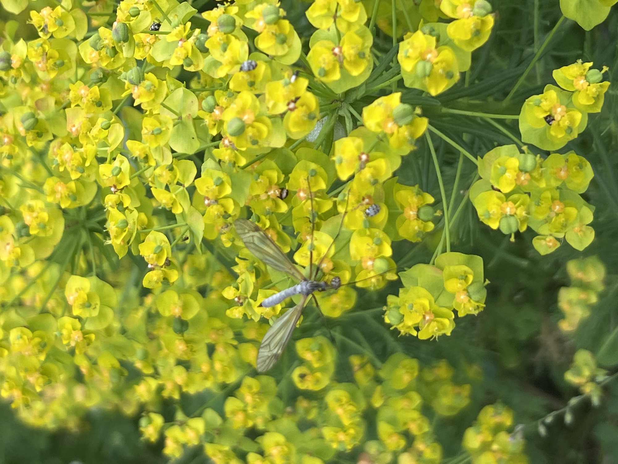 The image shows a dense cluster of yellow-green flowers, possibly of the Euphorbia genus, with a crane fly resting in the center. The background is a blur of green foliage. The location is unknown.