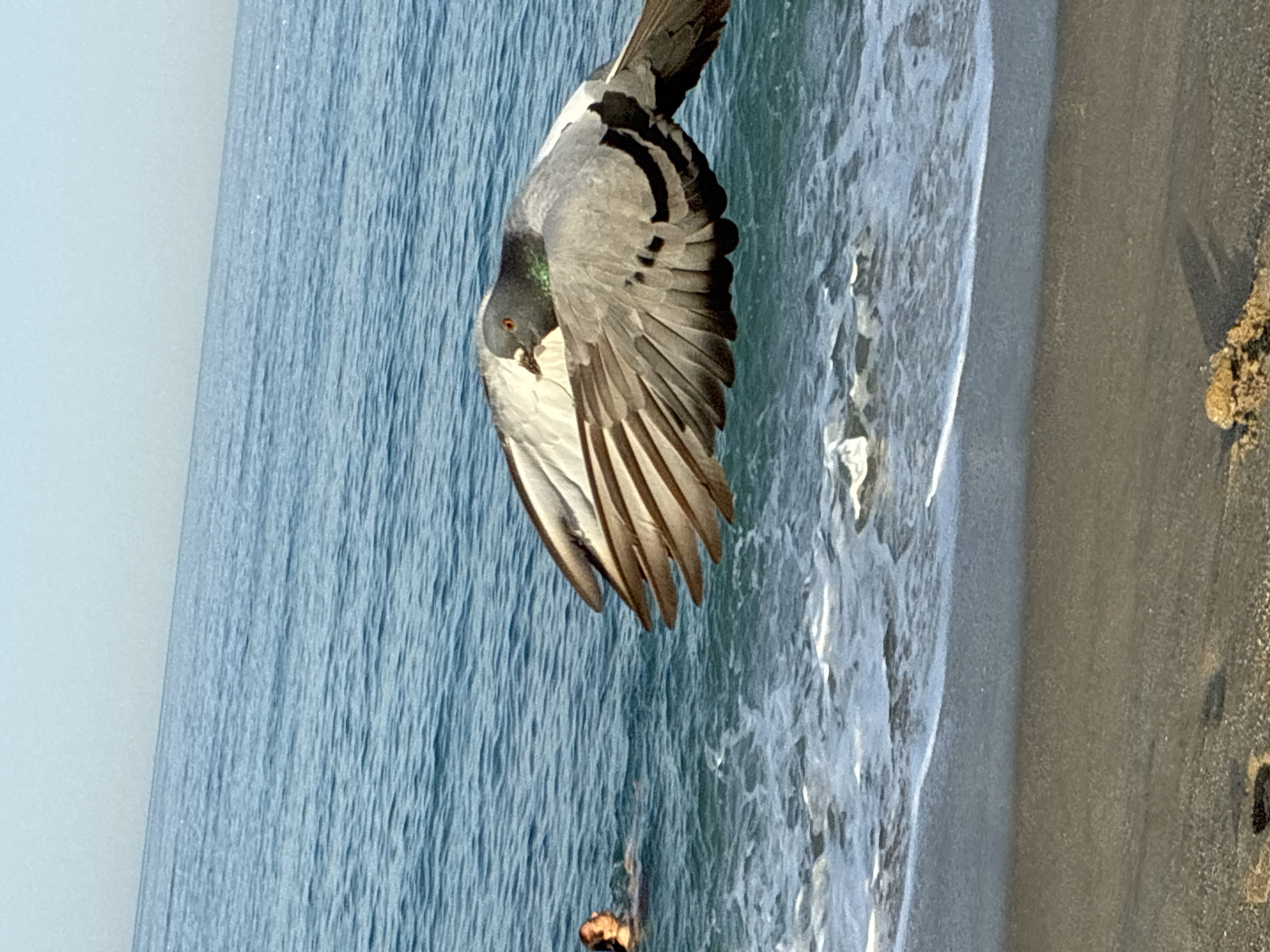A pigeon flies in the foreground over the ocean near the shore in Alanya, Turkey. A person is swimming in the sea in the background. The sky is clear and blue. The water is blue and the waves are gentle. The sand is a light brown color. The image is taken from a low angle.