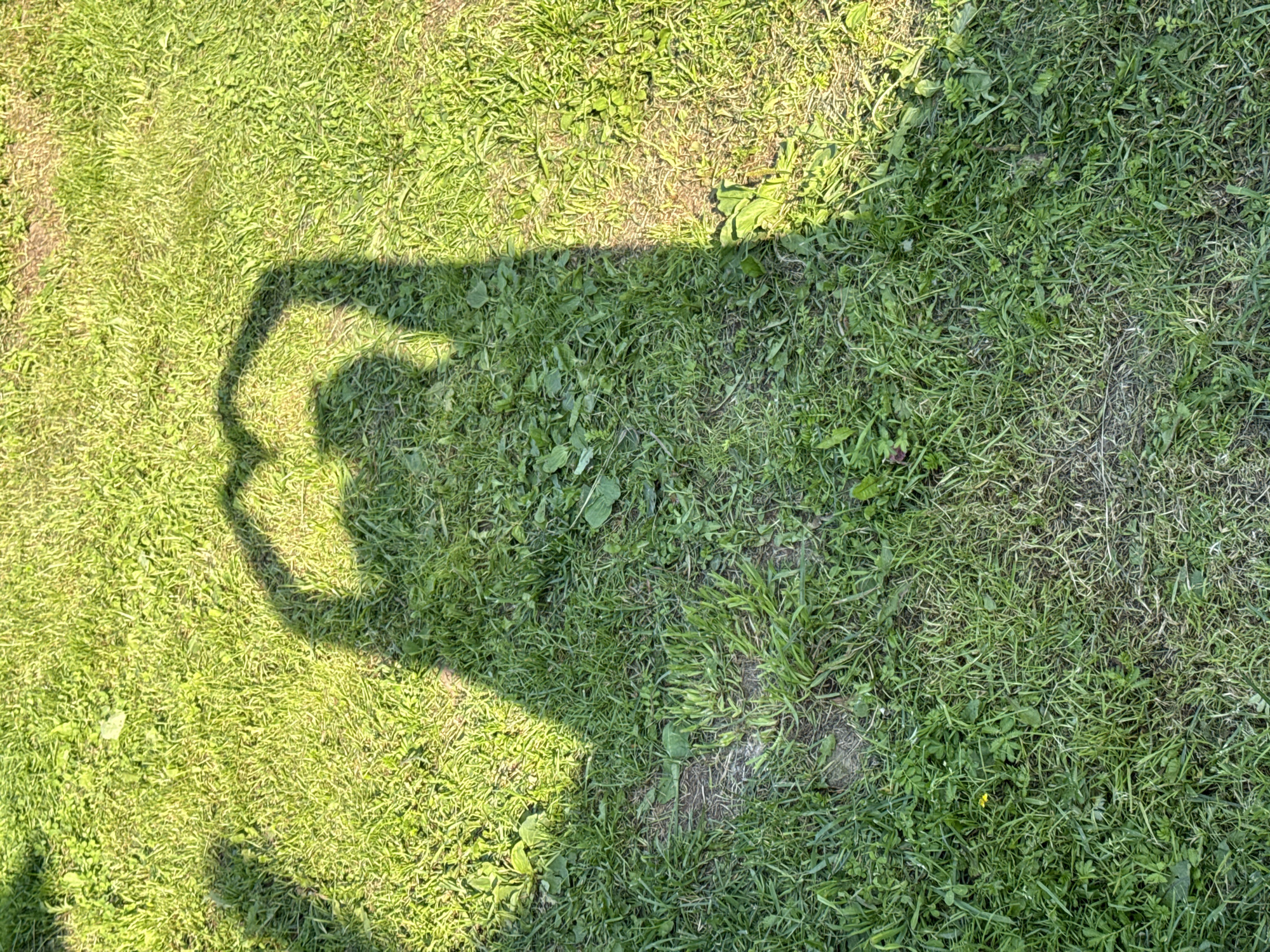 The image displays a shadow cast on a grassy area, forming the shape of a heart with two human figures' shadows. The grass appears to be a mixture of green and dry patches, suggesting a natural outdoor setting. The lighting indicates it is daytime, with the sun casting a distinct shadow. No specific location in Zasechnyi, Russia is discernible from the image itself.