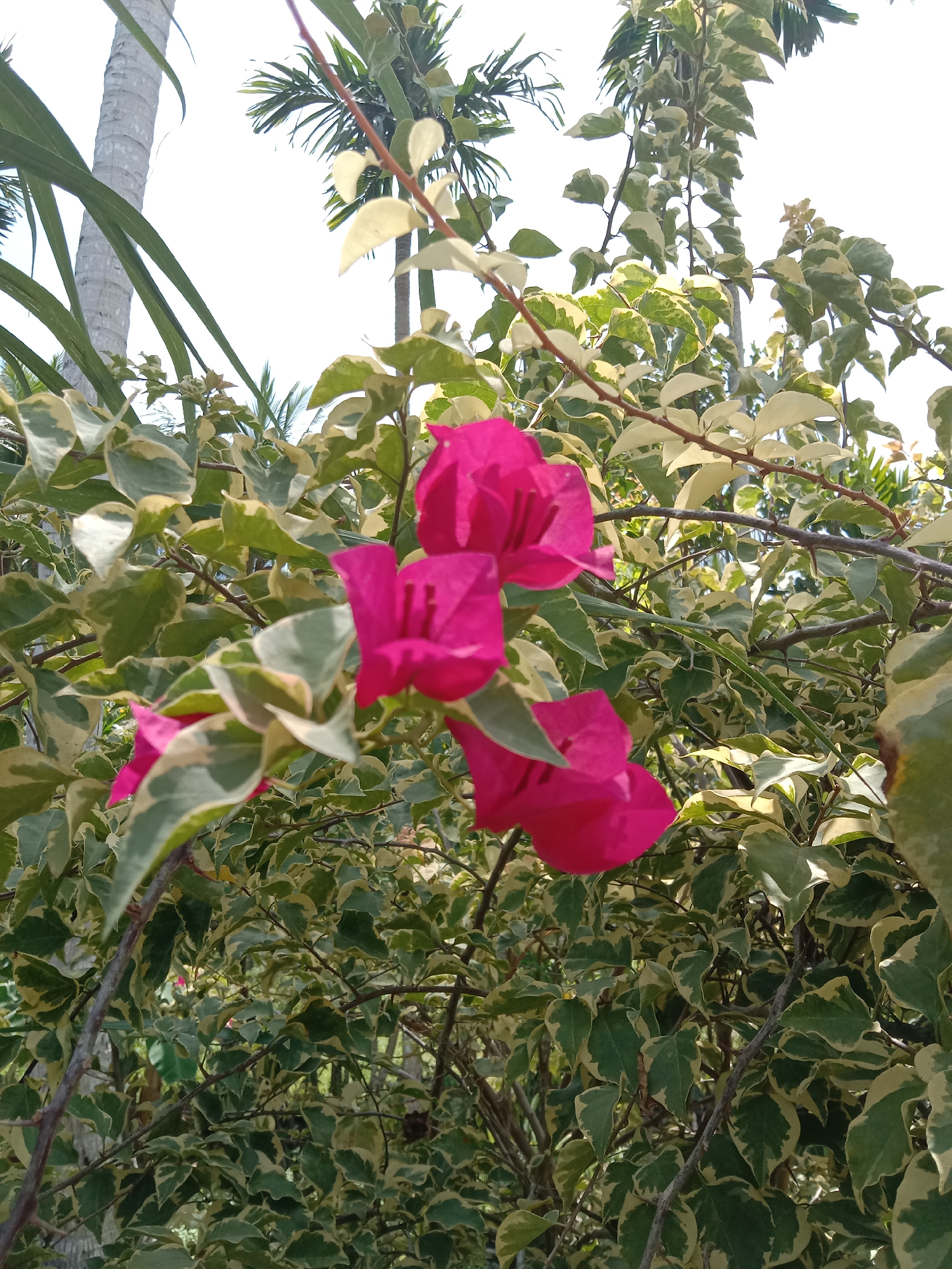 The image captures a close-up view of a bougainvillea plant with vibrant pink flowers. The leaves of the plant are variegated, with green and yellow-white coloration. The plant is situated outdoors, with other greenery visible in the background, including what appears to be the trunk of a palm tree. The location is Blangkarieng, Indonesia. The scene is brightly lit, suggesting it is daytime. No people are visible.