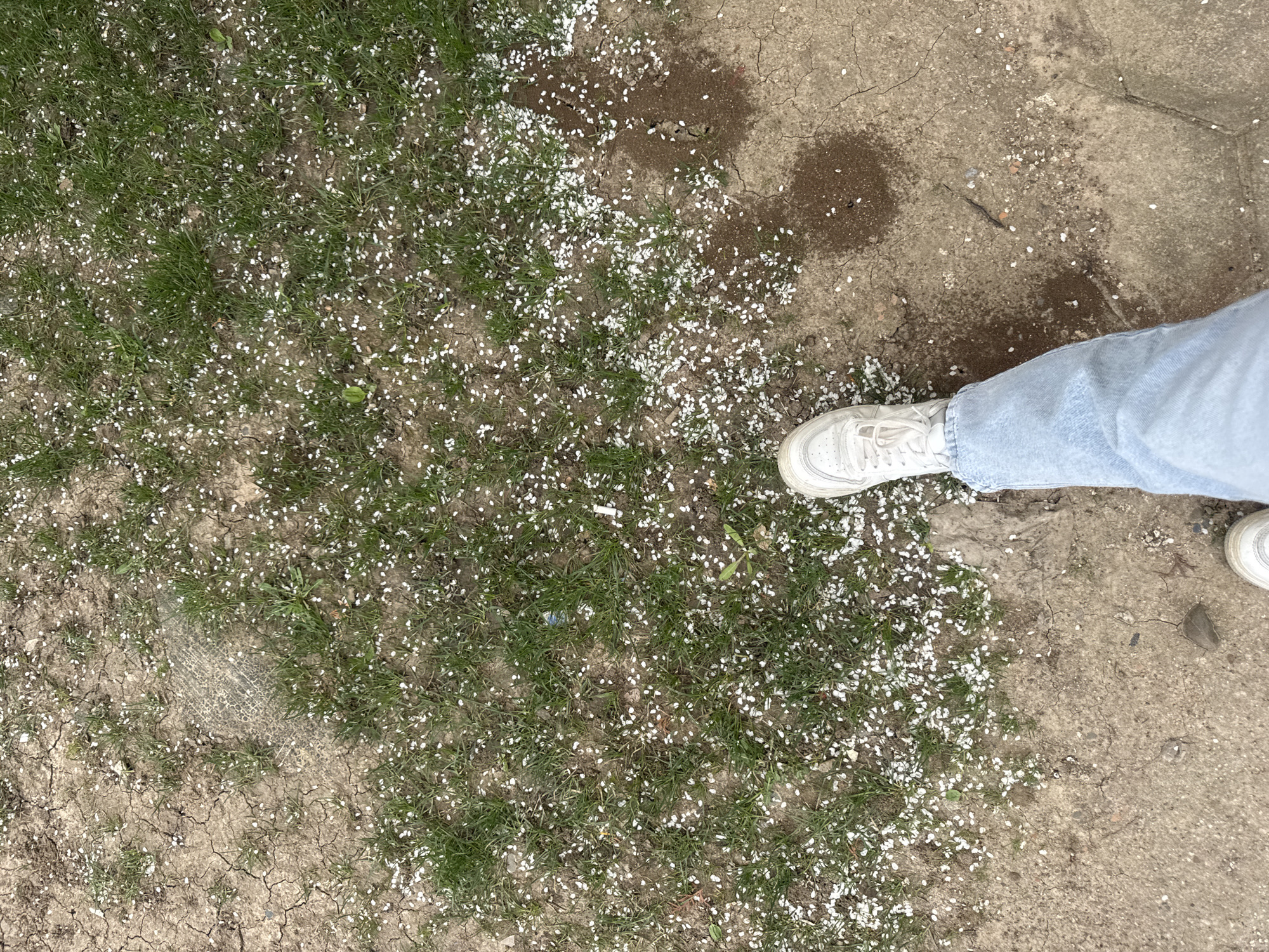 The image shows a section of ground with grass, dirt, and concrete. Small white petals are scattered across the grass and dirt. A person wearing light blue jeans and white sneakers is standing partially in the frame, with their right foot on the grass and left foot on the concrete. There are two darker patches on the concrete, possibly indicating dampness. The dirt is cracked and dry. No information suggests location in Montana or Bulgaria.