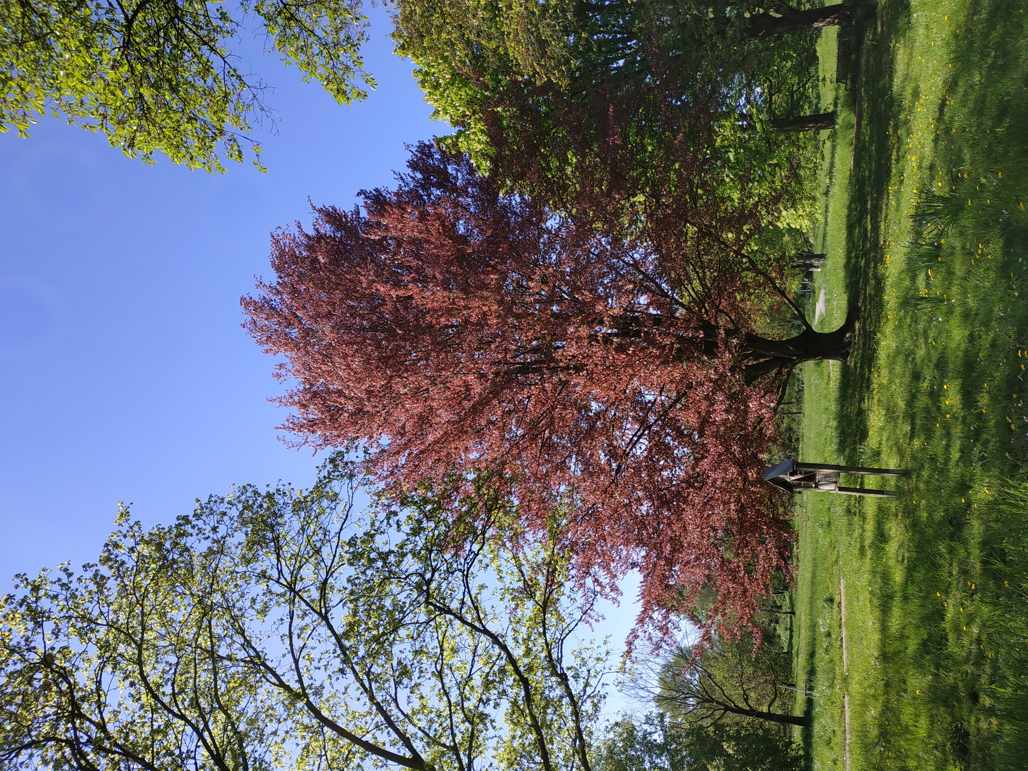 The image captures a park scene in Dortmund, Germany on a sunny day. A large copper beech tree with reddish-brown leaves dominates the center of the frame, contrasting with the green foliage of surrounding trees. The bright blue sky is visible through gaps in the tree canopy. A wooden structure, possibly a birdhouse or shelter, stands near the base of the copper beech. The ground is covered in lush green grass, dotted with yellow wildflowers, suggesting spring or early summer. A narrow path winds through the park.