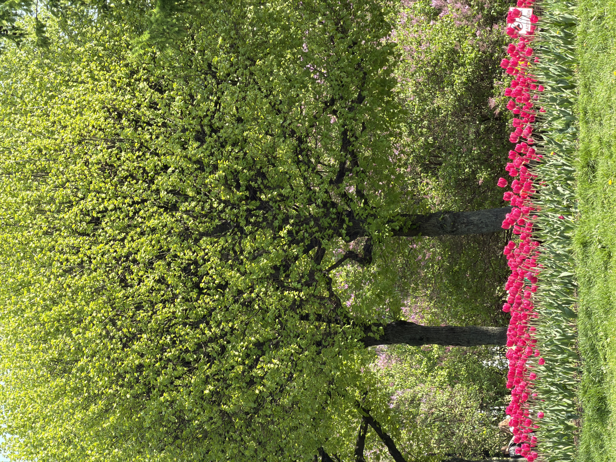 The image shows a landscape in Saint Petersburg, Russia. A row of vibrant pink tulips lines the right side of the frame, bordering a patch of green grass. Two trees with light green foliage dominate the left side of the image. Behind the trees and to the left of the tulips are bushes with hints of purple flowers. The scene appears to be a garden or park setting.