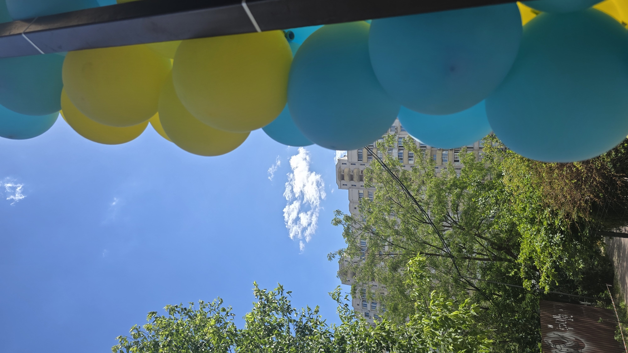 This image captures an upward view of an outdoor urban or suburban scene on a bright, sunny day. The sky is a vivid blue with scattered white, fluffy clouds.
In the upper part of the frame, a dark, horizontal structural element, possibly a beam or frame, is visible. Hanging from this structure are numerous balloons in alternating bright yellow and vibrant blue colors, suggesting decorations for an event or celebration. This color combination strongly resembles the national colors of Ukraine.
Below the balloons and against the backdrop of the clear sky, the lush green foliage of several trees is prominent, indicating a vibrant natural environment. Behind these trees and extending upwards into the mid-ground, a multi-story building can be seen. It appears to be a residential or office building with a light-colored facade and numerous windows. A thin dark wire or cable runs diagonally across the frame in this area.
In the lower right corner, partially obscured by the trees, there is a section of a rusty, corrugated metal fence or wall. This fence bears some indistinct graffiti, appearing as light-colored markings and shapes.
The overall impression is bright and festive due to the balloons and clear weather. No people are visible in the scene. The time of day is clearly daylight, likely midday, given the bright illumination.