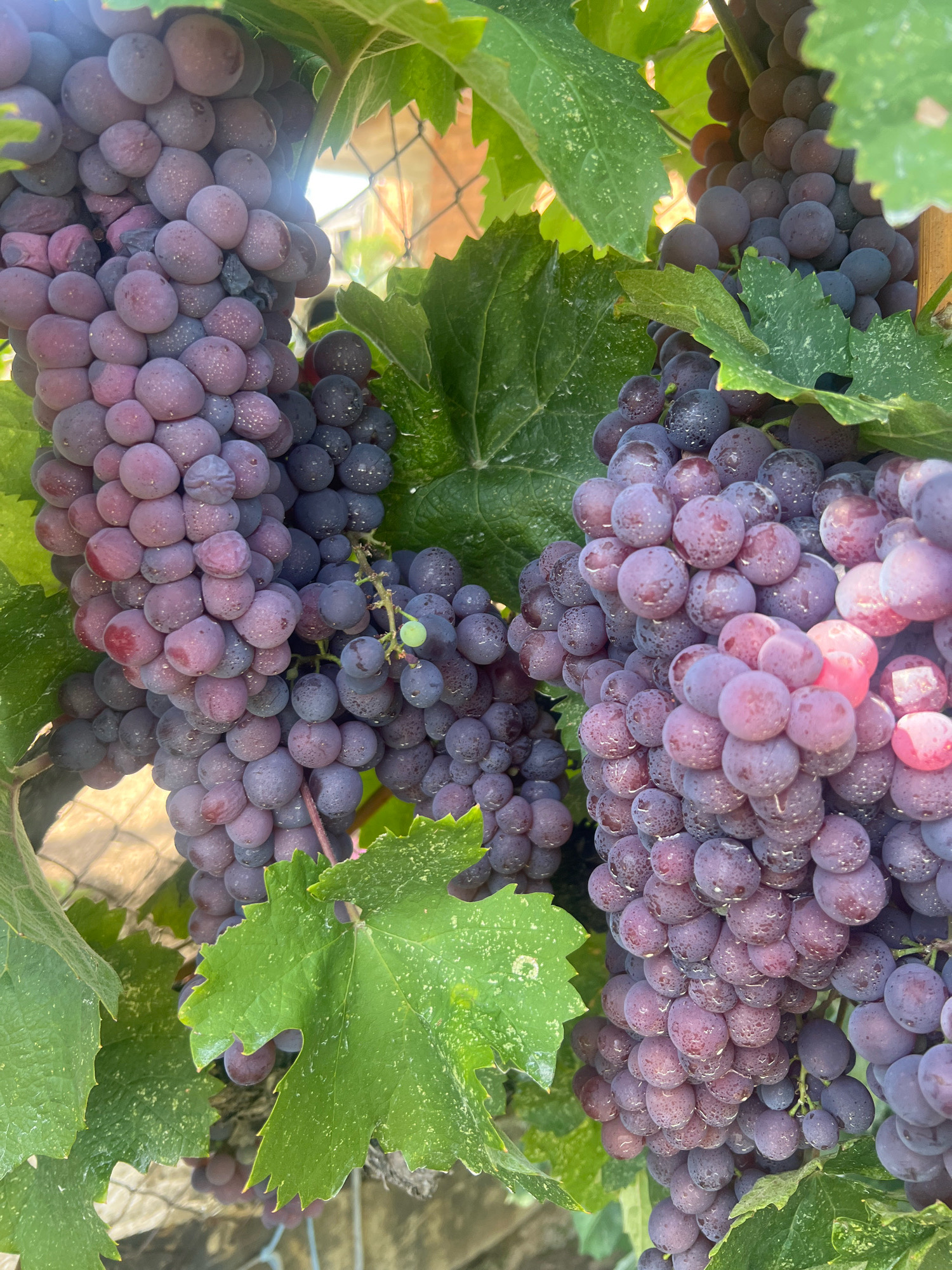 In Zelenikovo, Bulgaria, clusters of ripe purple grapes hang from vines, interspersed with green leaves. The grapes appear to be covered in small water droplets, suggesting recent rain or dew. The scene is outdoors, with a hint of a fence and vegetation in the background, indicating a vineyard or garden setting.