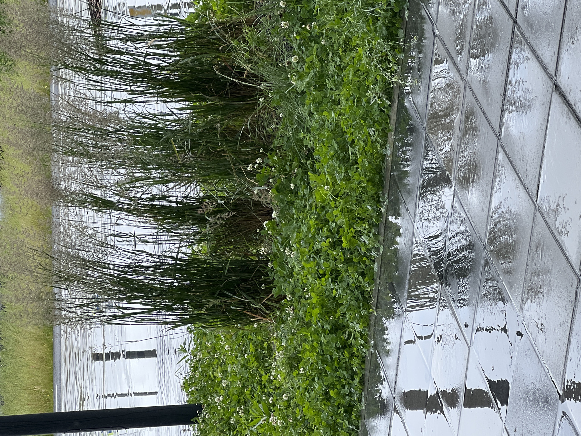 A close-up, eye-level shot captures a damp, paved area with square, grey tiles in the foreground, reflecting light and surrounding greenery. Behind the tiles, a lush bed of clover, dotted with small white flowers, meets a dense growth of tall, feathery grasses. Beyond the grasses, a body of water is visible, its surface disturbed by ripples and reflecting the sky and surrounding vegetation. In the far background, more green foliage is discernible. A dark, vertical pole is positioned to the left of the frame, its reflection also appearing on the wet tiles. The scene is likely outdoors, possibly a park or landscaped area, following a period of rain.