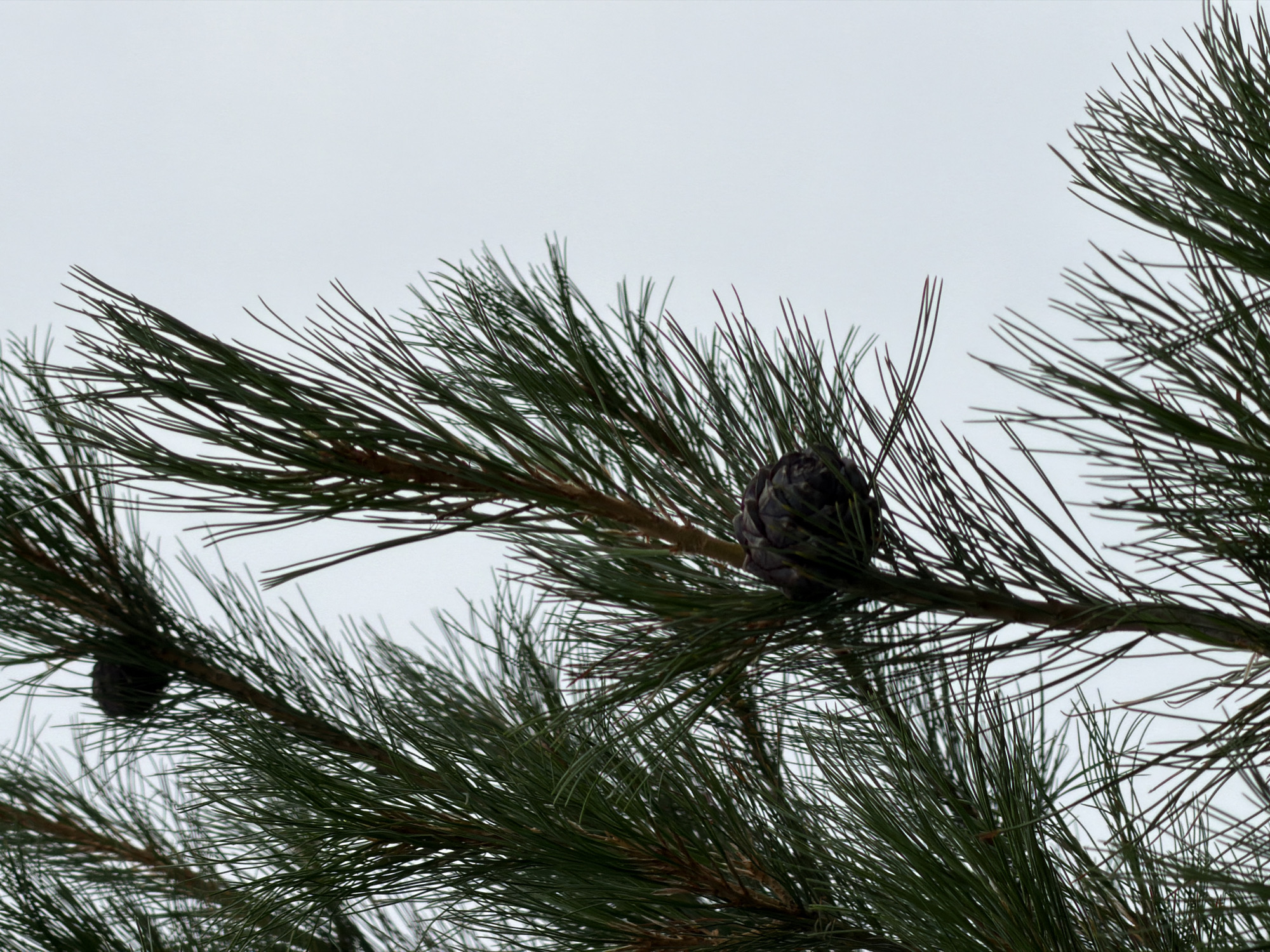 This is a close-up, eye-level shot of pine needles and pinecones against a pale, overcast sky. The image is dominated by the sharp, green needles of a pine tree, some of which are blurred due to their proximity to the camera and slight movement. Two pinecones are visible; one is in focus in the upper right quadrant of the image, and another, slightly out of focus, is visible in the lower left quadrant. The pinecones are dark and textured. The pine needles are long and slender, typical of a pine tree. The sky is a uniform, light gray, suggesting an overcast day. There is no discernible activity taking place, and the image appears to be a still-life focused on the natural elements of the tree. The overall mood is calm and natural, with no strong emotional cues. There is no visible text in the image. The location context indicates the scene is in Озерное (Майминский), Russia.