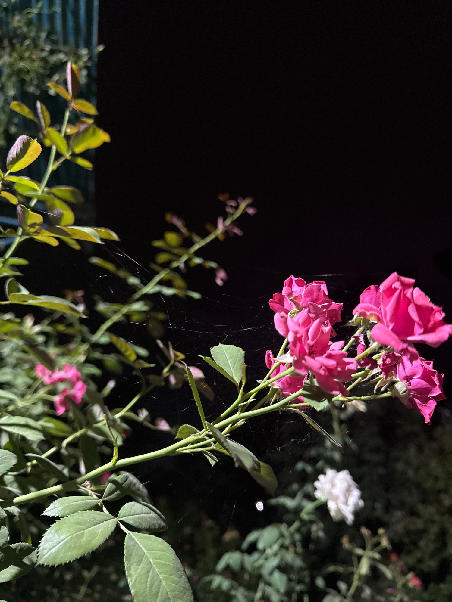 An outdoor, close-up, eye-level shot captures a cluster of vibrant pink roses in bloom at night. The flowers are in sharp focus, showcasing their delicate petals. Delicate strands of a spiderweb are visible, draped across the rose stems and catching the light. In the background, a blurred white rose provides a contrasting element, and dark foliage is visible, suggesting a garden setting. A dark, indistinct background indicates the absence of significant light sources other than the illumination directed at the roses. The scene is devoid of human presence. The overall impression is one of natural beauty illuminated by artificial light.