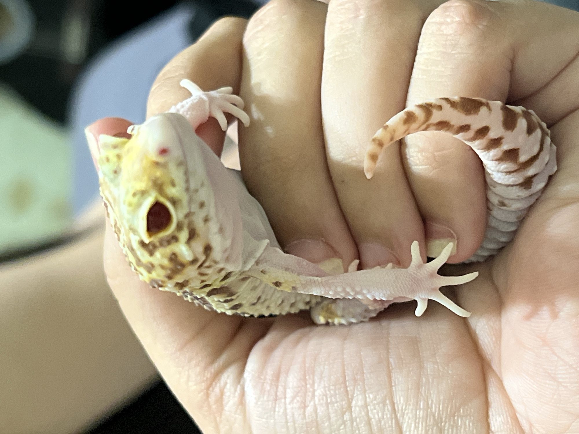 A person's hand holds a leopard gecko. The gecko is light in color with brown spots. Its tail is curled around the person's fingers. The gecko has white feet with slender toes. The environment appears to be indoors. There is no indication of Mendeleyevsk, Russia.