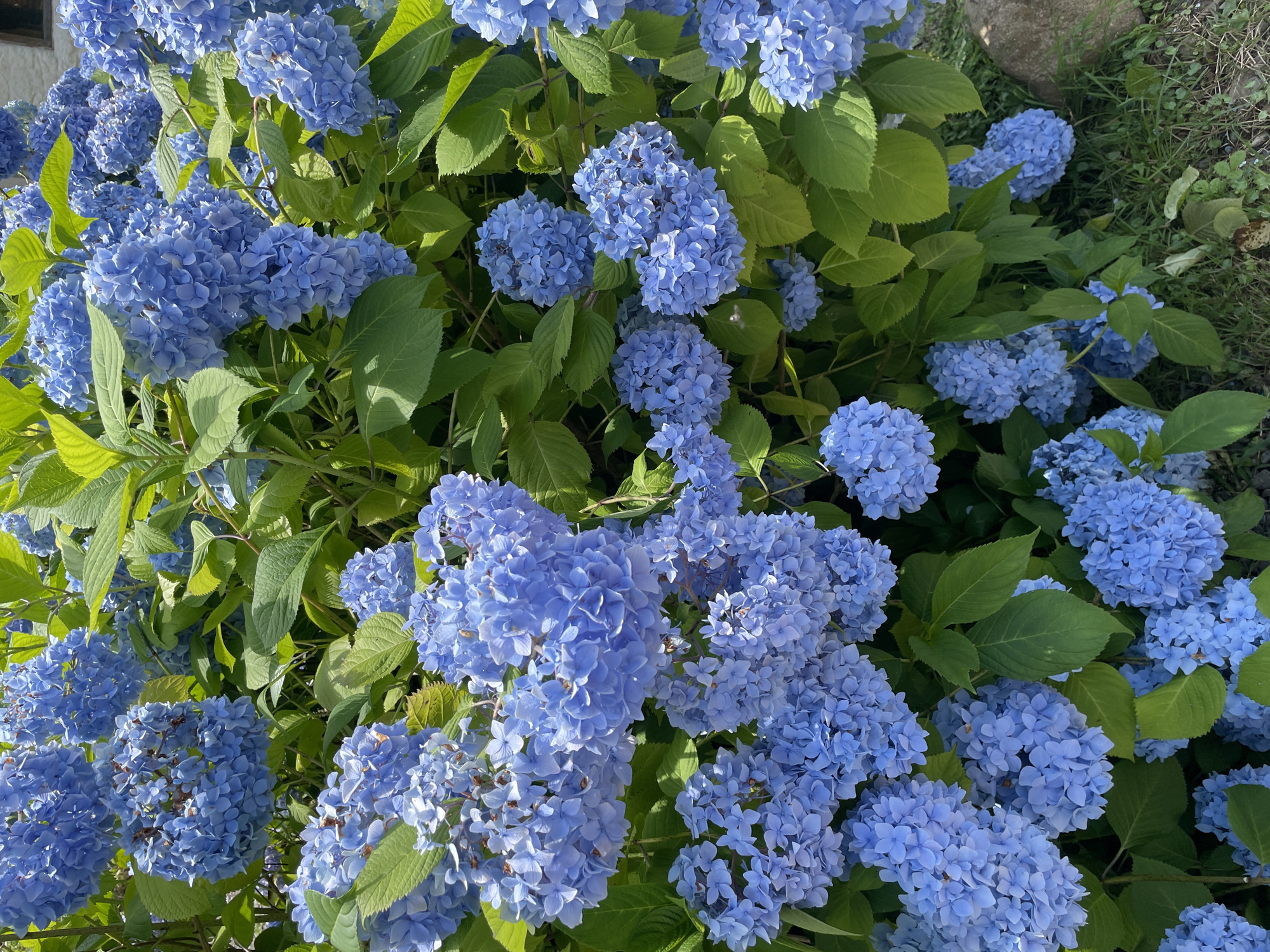 A medium shot captures a dense cluster of large, vibrant blue hydrangeas in bloom, interspersed with lush green leaves. The flowers are full and rounded, with many small petals creating a textured effect. Sunlight illuminates the blossoms, highlighting their rich color. The background consists of more foliage and some out-of-focus greenery, suggesting a garden setting. In the lower right corner, a rough-textured, light brown rock is partially visible, resting on dry grass. The overall impression is of a flourishing natural scene.