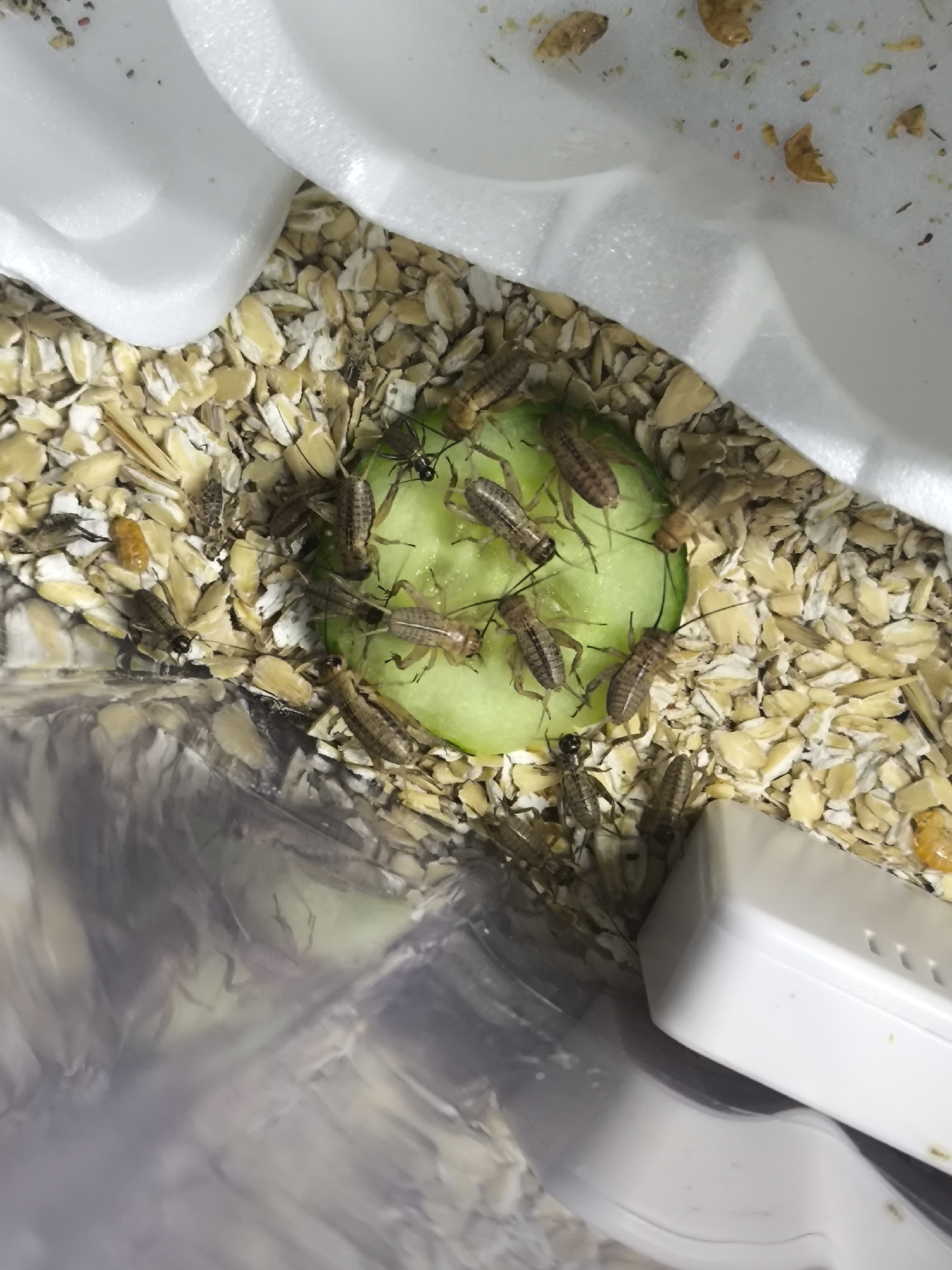 The image shows a container filled with what appears to be oatmeal. A slice of cucumber sits in the center, covered with juvenile crickets. Also visible are one or two ants. The image is taken from above. The location in Chaikovsky, Russia, is not discernible from this image.