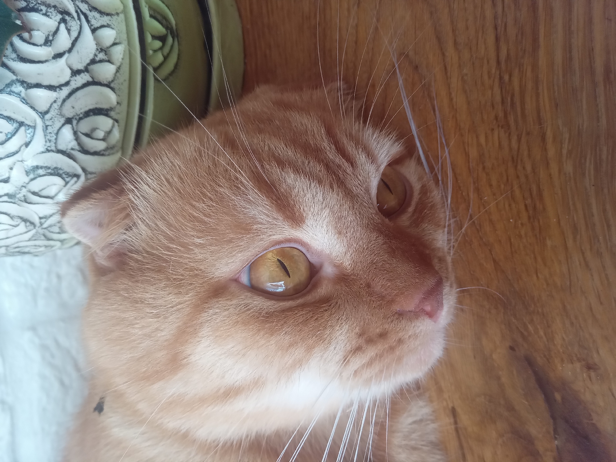 A close-up shot shows an orange tabby cat lying on a wooden surface. The cat's head is tilted, with one eye wide open and the other partially visible. Its fur is a warm orange color with subtle stripes. The cat's whiskers are long and white. In the background, a decorative plant pot with a textured, light-colored surface is visible. The lighting suggests an indoor environment, possibly near a window. There is no information about the location in Terebovlia, Ukraine.