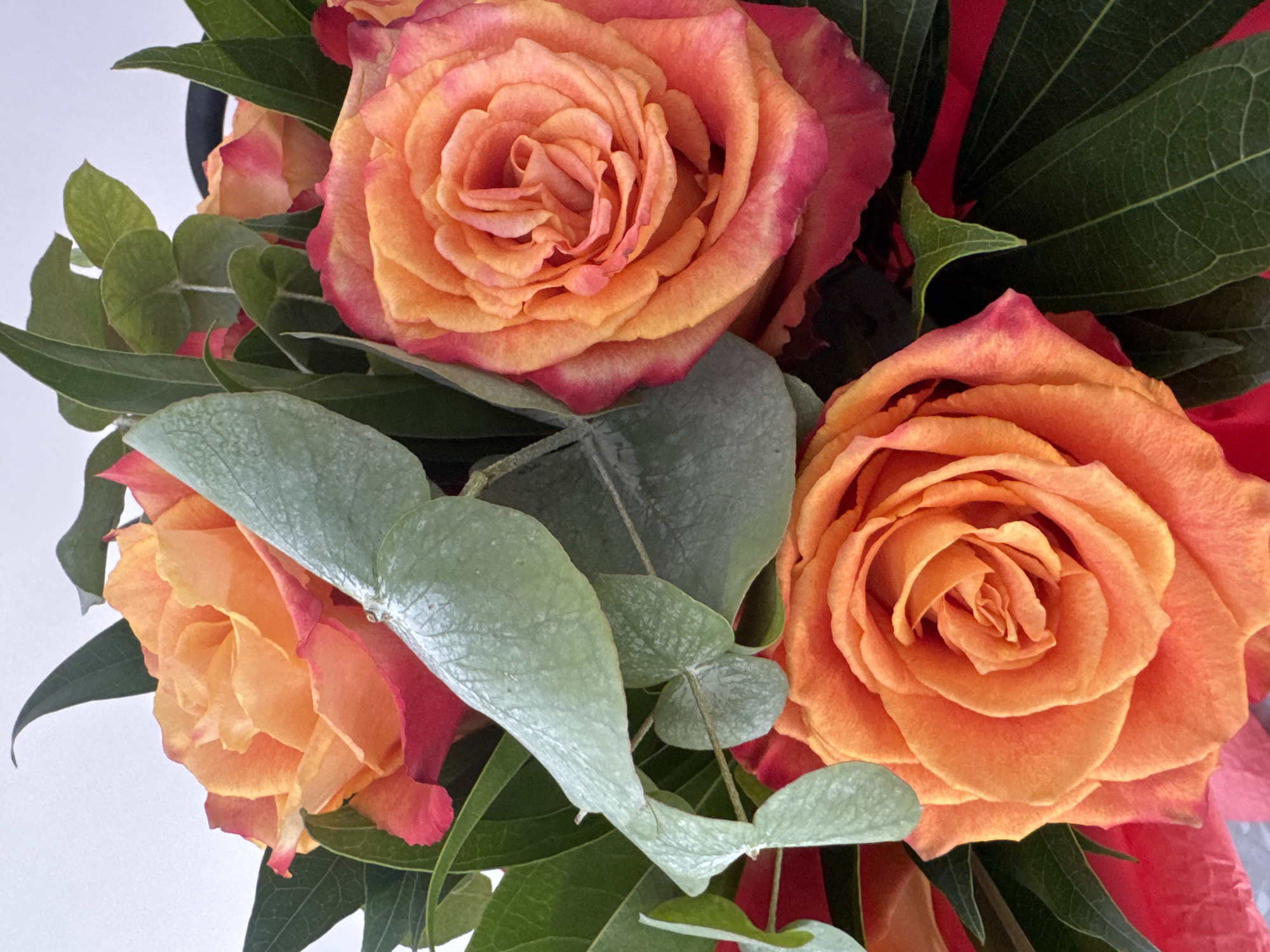 A close-up, overhead view shows a bouquet of vibrant orange roses with tinges of pink and red, interspersed with dark green foliage and rounded, silvery-green eucalyptus leaves. The roses are tightly budded with many layers of petals, some appearing slightly dewy. The background is a plain, light gray wall. There are no people, actions, or interactions visible. The location of this image within Katowice, Poland, is unknown.