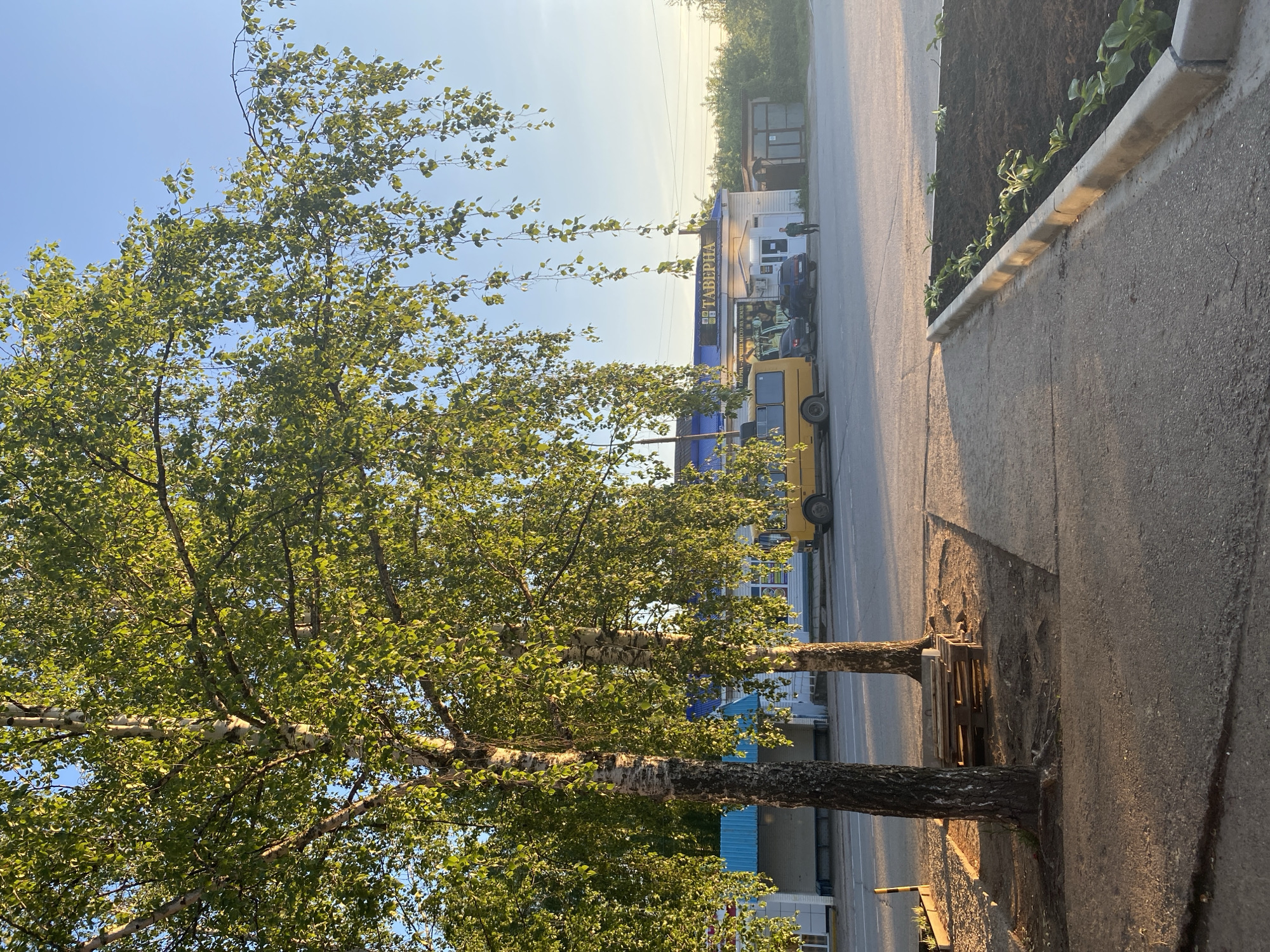 This is a sunny outdoor street scene in Noviy, Russia, characterized by trees, a road, and commercial buildings. The image is taken during either early morning or late afternoon, as suggested by the warm, golden light illuminating the scene and the low angle of the sun. The sky is clear and bright blue.
In the foreground and to the left, several deciduous trees with vibrant green leaves and light-colored, possibly birch, trunks dominate, reaching towards the sky. Their foliage provides ample shade. A wooden pallet or crate is visible at the base of one of these trees, near the edge of a paved area.
A paved road stretches horizontally across the mid-ground. To the right of the road, there's a sidewalk or concrete path, bordered by a low concrete barrier that separates it from a raised dirt bed where small green plants are growing.
Across the road, in the background, stands a row of buildings. A prominent building features a blue roof and a sign with Cyrillic text clearly displaying "TAVEPНА" (TAVERNA). Below this, a second line of text is partially visible and appears to read "ЛУЧШЕЕ МЕСТО НА ЗЕМЛЕ" (BEST PLACE ON EARTH). A yellow bus or similar commercial vehicle is parked directly in front of this building, alongside other darker-colored cars. One person, dressed in dark clothing, is standing near the entrance of the "TAVERNA."
The scene is tranquil, with no significant activity taking place. The visible Cyrillic text serves as a strong location cue, confirming the setting in a Russian-speaking region.