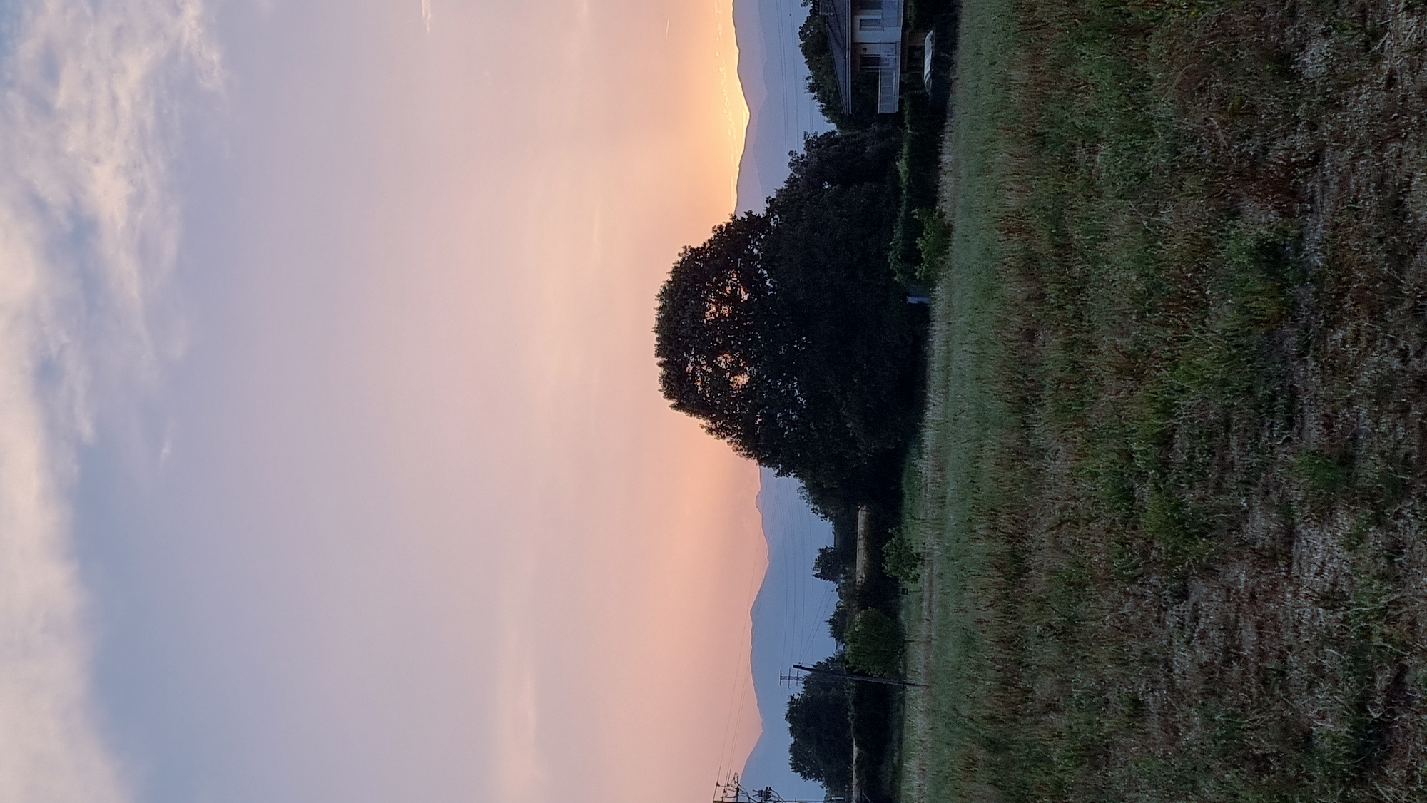An outdoor, vertical, full shot captures a serene landscape at dusk in La Canya, Spain. The sky transitions from a pale pink near the horizon to a light lavender and then blue at the top, with thin, wispy clouds scattered throughout. A majestic, dark green tree stands prominently in the middle ground, its dense foliage silhouetted against the softer hues of the sky. Behind the tree, a range of muted blue mountains stretches across the horizon, their peaks fading into the atmospheric haze. To the right of the tree, a modern white house with a balcony is partially visible, nestled behind a line of dark green hedges. The foreground is filled with a field of dry, tall grass, giving a sense of rustic charm. The scene is peaceful, with no people or animals present, suggesting a quiet, natural setting.
