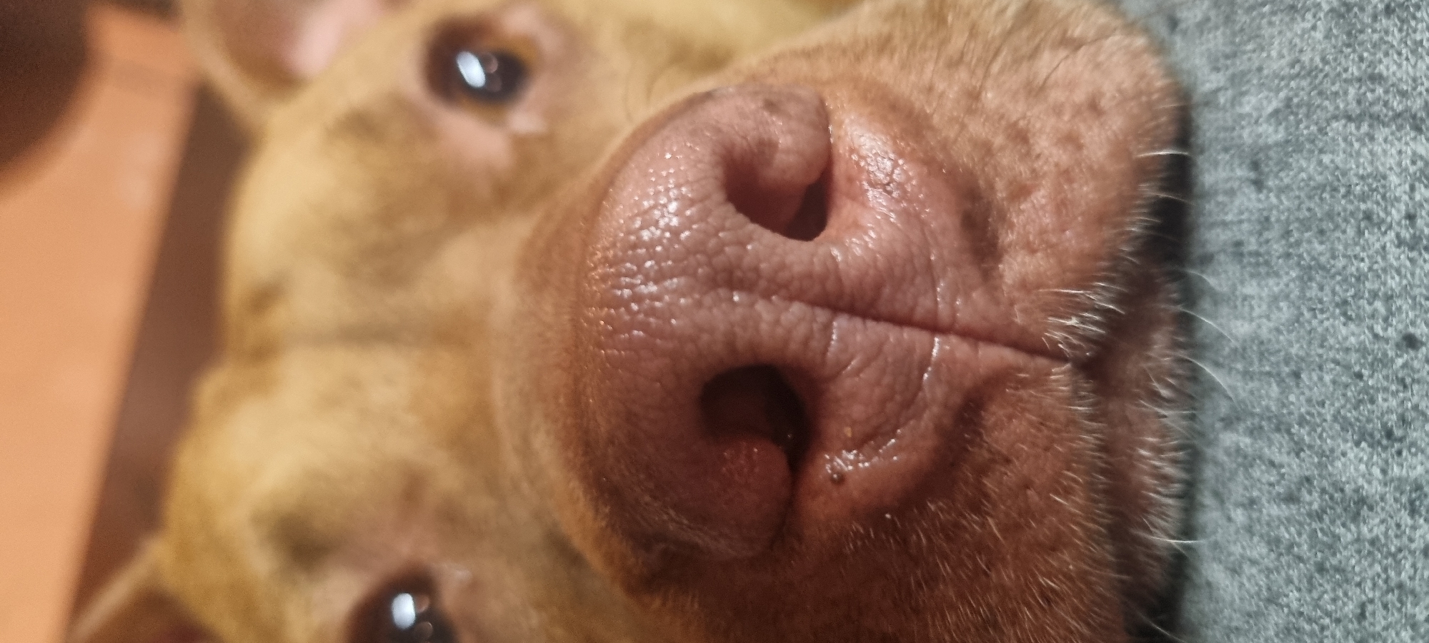 A close-up, slightly rotated image captures a dog's face, with its nose occupying the majority of the frame. The dog's fur appears to be light brown. Visible on the left side of the image are the dog's eyes. To the right of the dog's face is a grey fabric. The scene's location is unknown.