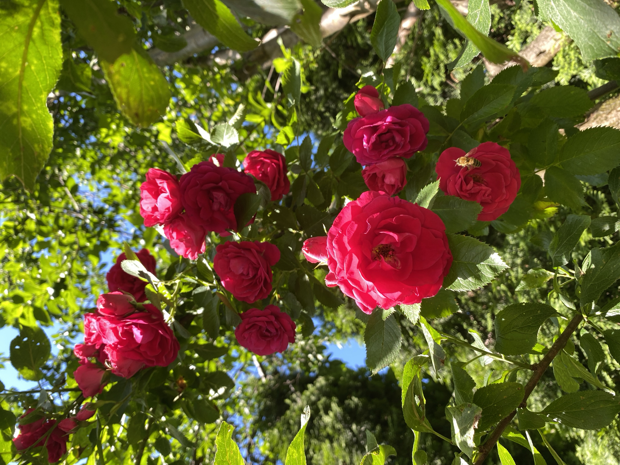 A low-angle outdoor shot captures a cluster of vibrant red roses in full bloom, set against a backdrop of lush green foliage and a clear blue sky. The roses, with their layered petals, are interspersed with developing buds and delicate green leaves. Sunlight filters through the leaves, creating dappled light and shadow. In the lower right portion of the frame, a small bee is visible on one of the roses, appearing to collect pollen. The scene suggests a natural, garden setting bathed in bright daylight.