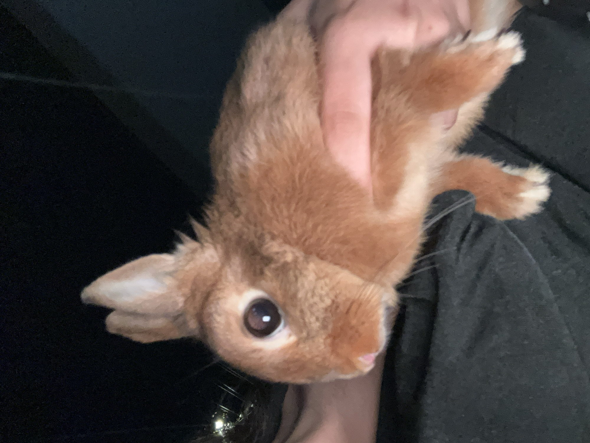 A close-up, horizontal, outdoor, waist-up shot shows a person holding a small, reddish-brown rabbit. The rabbit is positioned in the center of the frame, facing left, with its head tilted slightly upwards. Its large, dark eye is prominent, reflecting a light source. The rabbit's ears are pointed upwards and slightly back. Its nose is pink, and its fur appears soft and slightly ruffled. The person's hands, with visible skin tones and fingernails, cradle the rabbit. The person is wearing a dark-colored garment, possibly a t-shirt, which occupies the lower portion of the frame. The background is dark and out of focus, with hints of distant lights and a diagonal line suggesting an elevated structure. The lighting is dim, creating shadows and highlighting the rabbit's fur. The overall scene suggests a moment of gentle interaction between a person and an animal in a low-light environment, possibly at night.