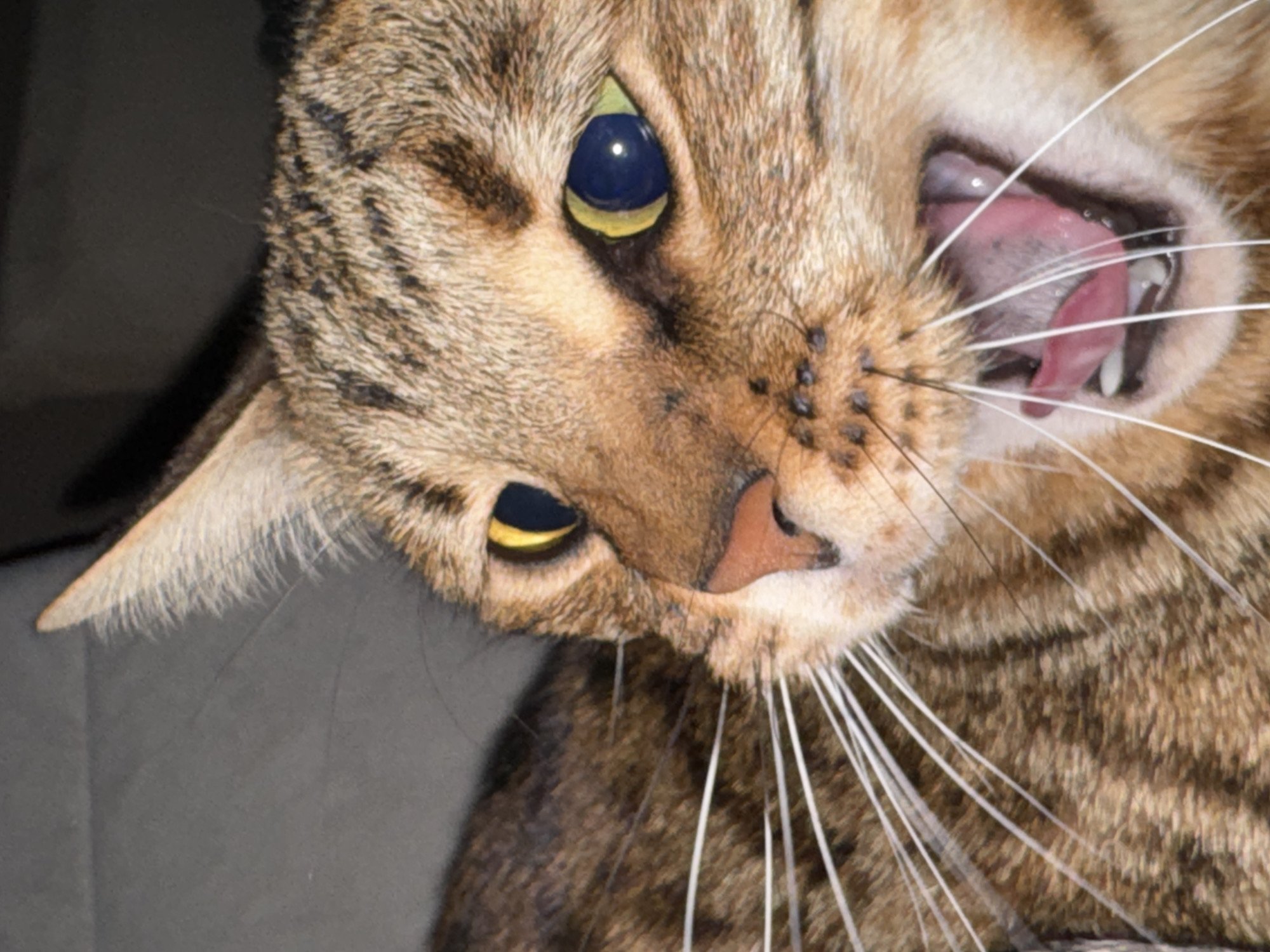 A close-up, head-and-shoulders image of a domestic tabby cat, located in the city of Votkinsk, Russia. The cat exhibits a patterned coat of brown, tan, and black stripes. Its head is oriented with its profile partially towards the left, displaying wide-open eyes with bright yellow irises and dilated, dark blue pupils. The mouth is agape, revealing a pink tongue, the upper and lower canines, and prominent white whiskers extending laterally from the muzzle. The background is a soft-focus, uniform dark grey or black surface, providing no additional environmental context.