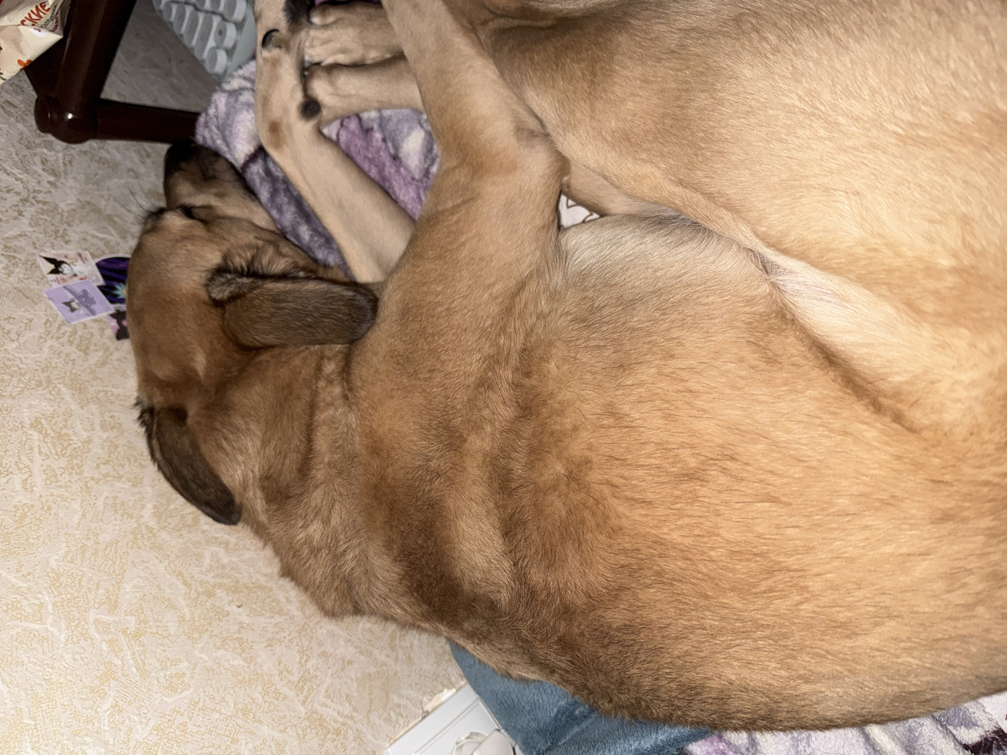 The image shows a close-up view of a light brown dog sleeping on a patterned blanket. The dog is curled up, with its head resting on its paws and its body partially obscured. The background consists of a textured wall and a glimpse of a wooden chair and a keyboard. There are also a few small decorative items on the wall above the dog's head. The scene appears to be indoors, in a domestic setting, possibly a bedroom or living area. The lighting is dim, suggesting it might be evening or nighttime. There are no people visible in the image, and the focus is entirely on the sleeping dog. The dog is the primary subject, and its relaxed posture indicates it is in a deep sleep. The environment is cluttered with personal items, suggesting a lived-in space. The overall impression is one of peaceful slumber in a cozy domestic environment.