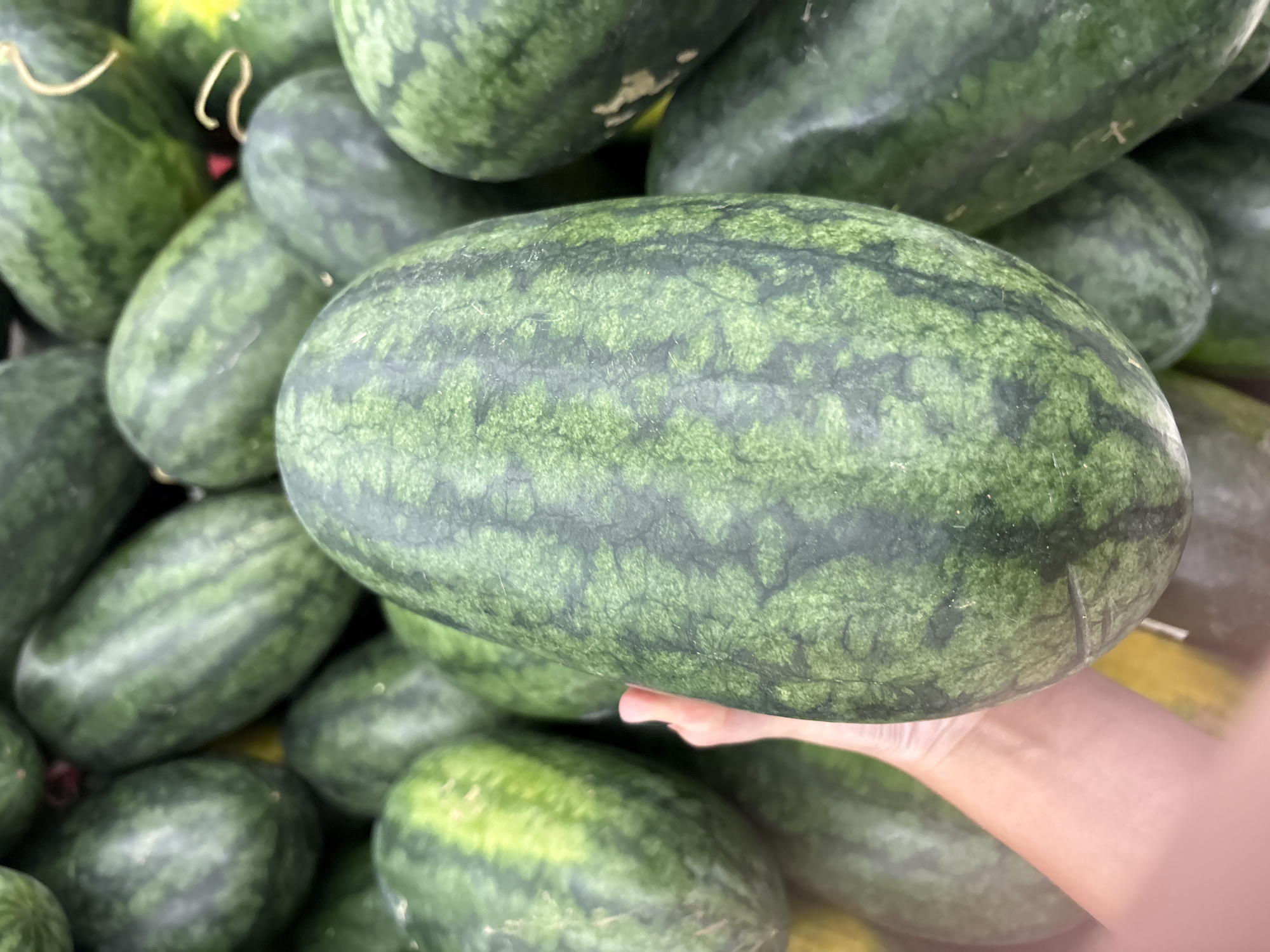 The image shows a close-up view of a pile of watermelons, with one watermelon prominently in the foreground being held by a person's hand. The watermelons are oval-shaped and have the characteristic dark green rind with lighter green stripes. Some of the watermelons are partially obscured by others, creating a sense of abundance. The hand holding the watermelon is lightly tanned and appears to be supporting the fruit from underneath. The background is filled with more watermelons, suggesting a market stall or a large display. The lighting appears to be natural, possibly from overhead, and there are no strong shadows, indicating it could be daytime. There is no visible text in the image. The overall impression is a simple, straightforward depiction of fresh produce.