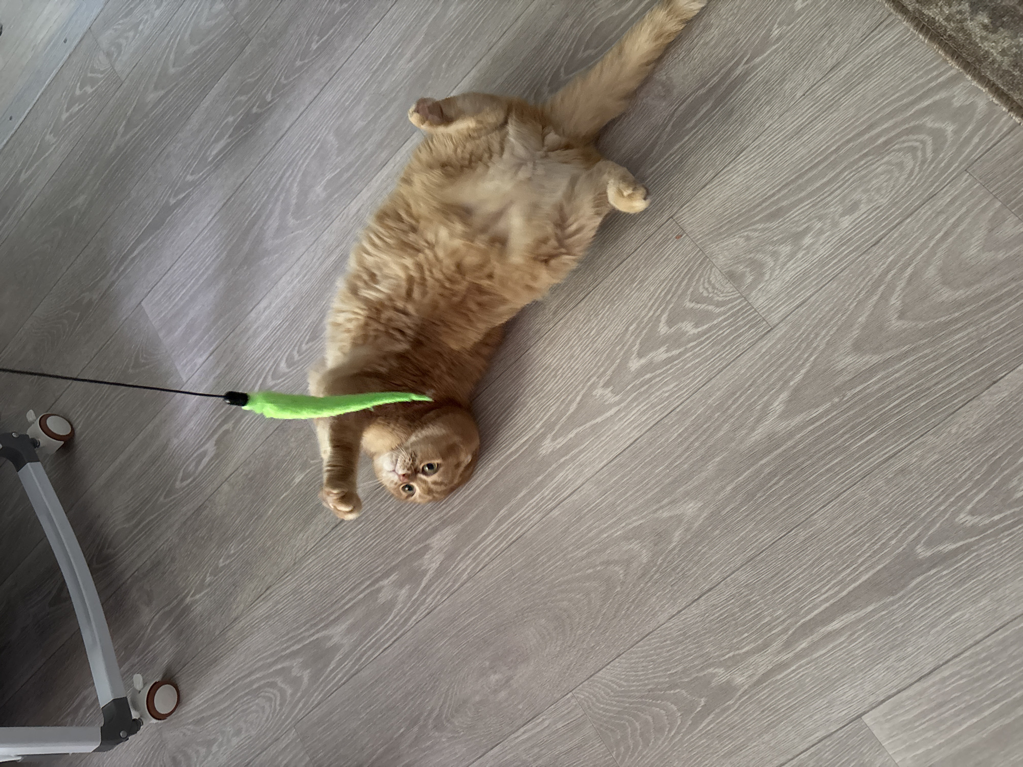 An orange cat is lying on its back on a wooden floor, playing with a green toy attached to a string. The cat's paws are in the air, and its head is tilted back. In the upper left corner of the image, a portion of a white and gray object with wheels is visible. The floor has a light wood grain pattern. The scene appears to be indoors.