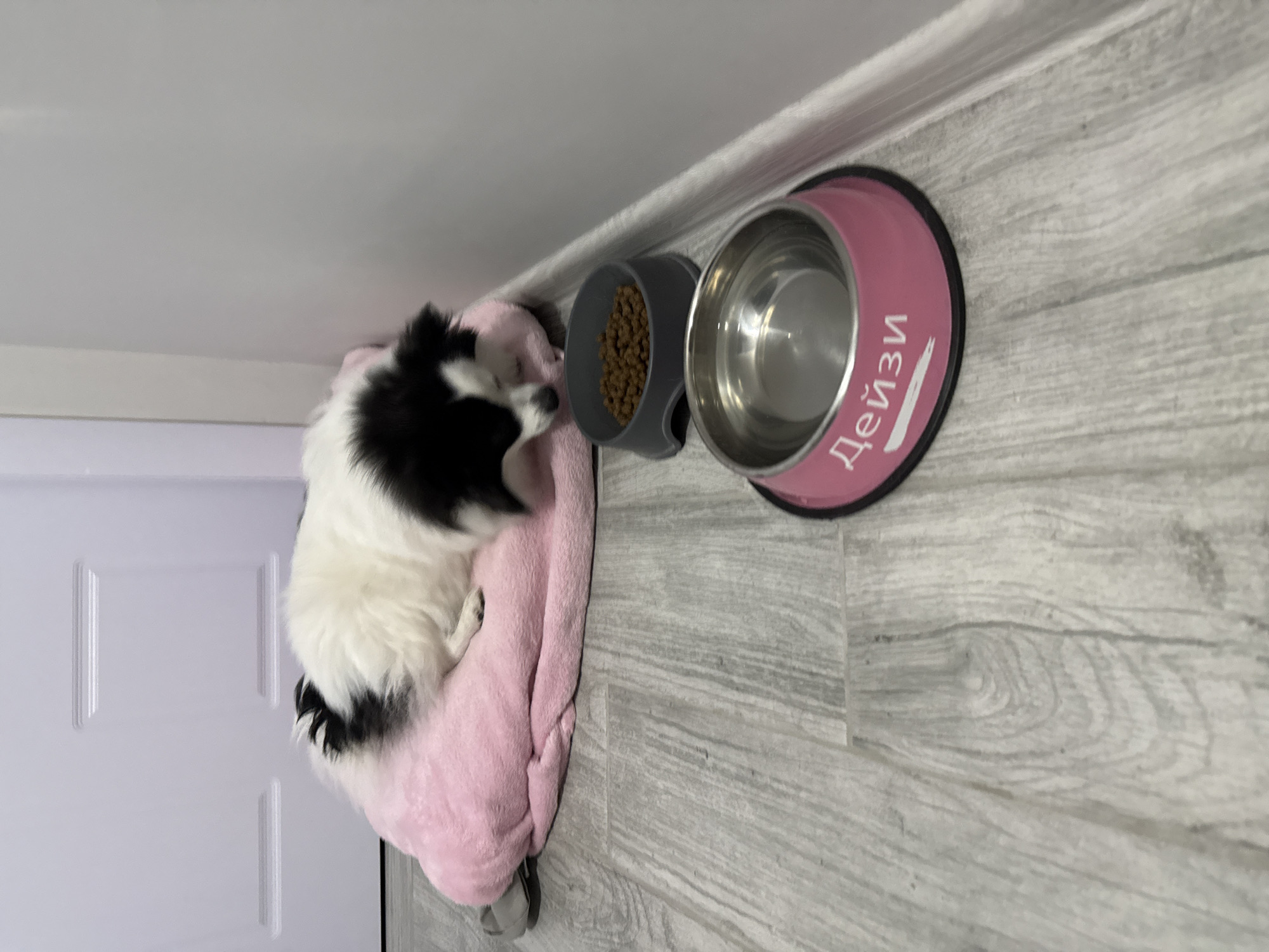 A small, black and white fluffy dog is sleeping peacefully in a soft, pink pet bed, curled up towards the left side of the frame. Its head rests gently on the bed's edge. To the right of the dog and its bed are two pet bowls: a smaller grey plastic bowl containing dry kibble, and a larger pink bowl with a reflective metal insert filled with water. The pink bowl features the name "Дейзи" (Daisy, in Cyrillic) written in white script on its side.
The items are situated on a light grey, wood-grained floor, likely laminate or vinyl, which runs vertically through the image. A white wall baseboard is visible horizontally above the floor, meeting a plain white wall at the top of the frame. A segment of a white paneled door is visible along the left edge. The scene depicts a quiet, indoor domestic setting, inferred to be a home in Stara Zagora, Bulgaria. The lighting is even and soft, indicative of an indoor environment, creating a calm and serene atmosphere.
