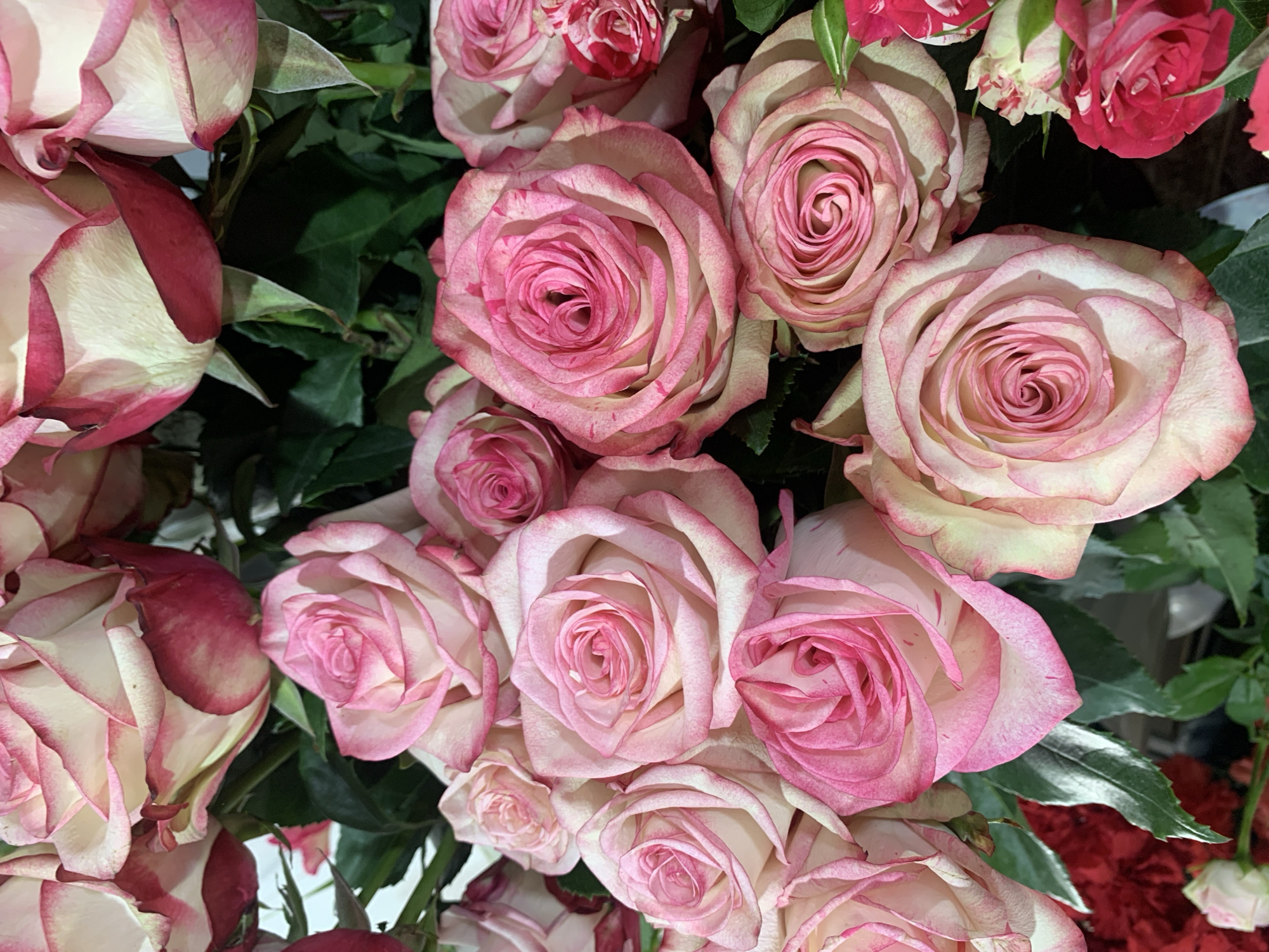 The image displays a close-up, overhead view of a bouquet of pink and white roses. The roses vary in bloom stage, with some fully open and others partially closed. The petals are delicate, with a gradient of color from cream to soft pink at the edges. The background consists of dark green rose leaves and a blurred hint of other flowers, possibly red, in the lower left corner. There is no indication of any specific location within the city of Sumy, Ukraine, nor are there any people, actions, or interactions depicted. The scene is static and focuses solely on the floral arrangement.