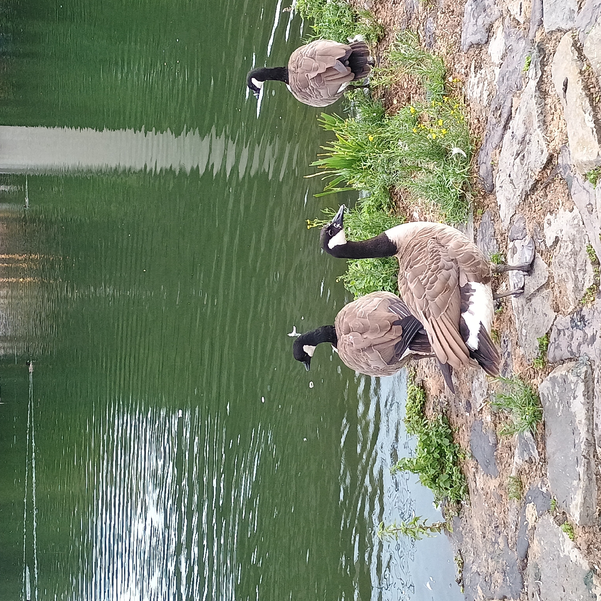 Three Canada geese are standing on a stone pathway next to a body of green water. The geese have black heads and necks, with white patches on their cheeks. Their bodies are brown and gray, with white on their flanks. The goose in the foreground is facing the right, while the goose behind it is facing left. The third goose is further to the right, facing away from the camera. The water is rippling, and the reflection of a white structure, possibly a building, can be seen on the surface. Lush green vegetation, including tall grasses and small yellow flowers, grows behind the geese. The stone pathway appears uneven and worn, with some patches of dry earth and scattered small plants. The overall scene suggests a natural setting within an urban environment, likely a park or a pond area. The presence of geese near water and vegetation is typical of such locations in Iserlohn, Germany.
