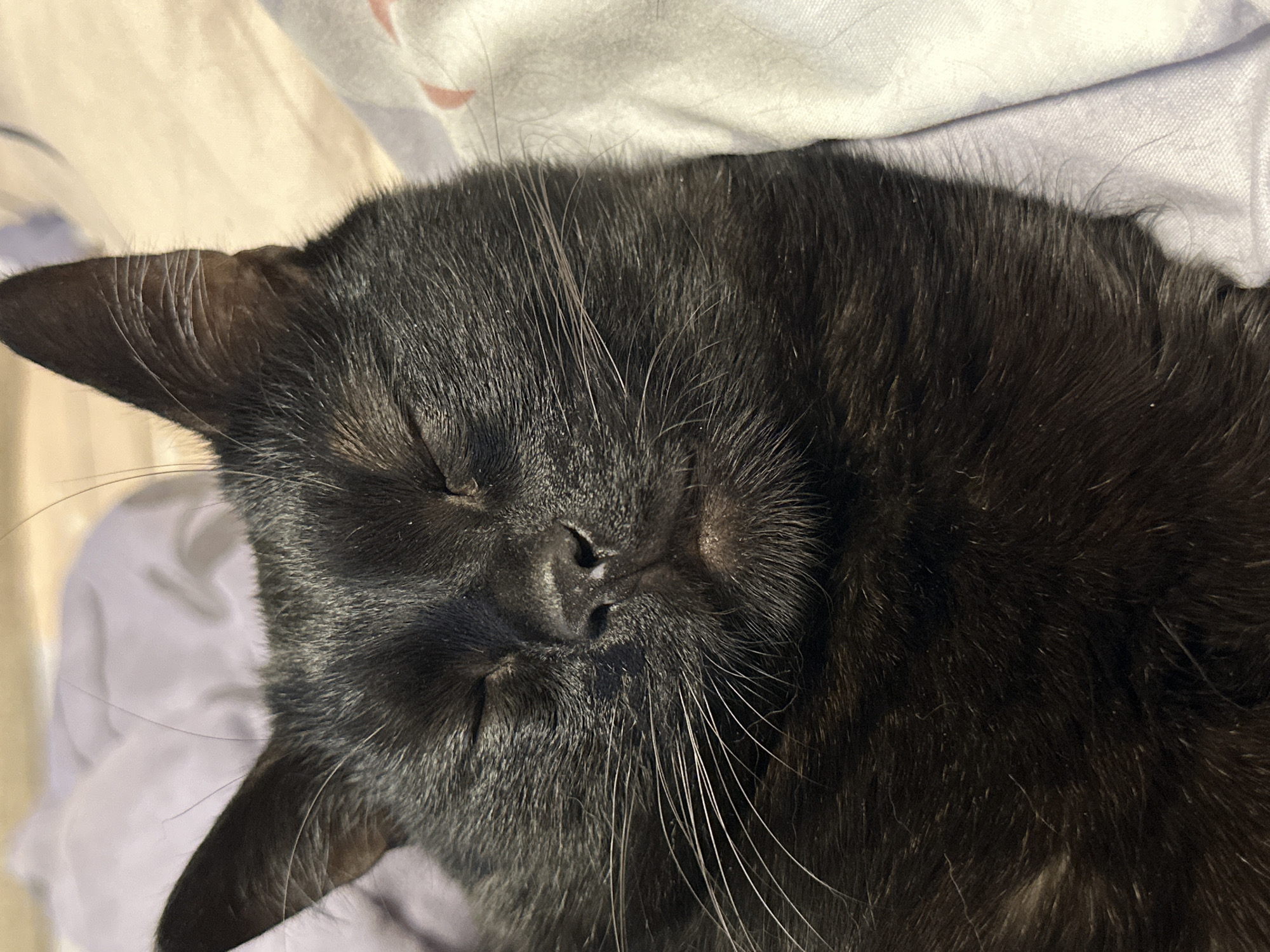 A close-up shot depicts a black cat sleeping on a bed, characterized by gray and white bedding. The cat has closed eyes and prominent whiskers. The location in the city of Chaikovsky, Russia is not determinable.