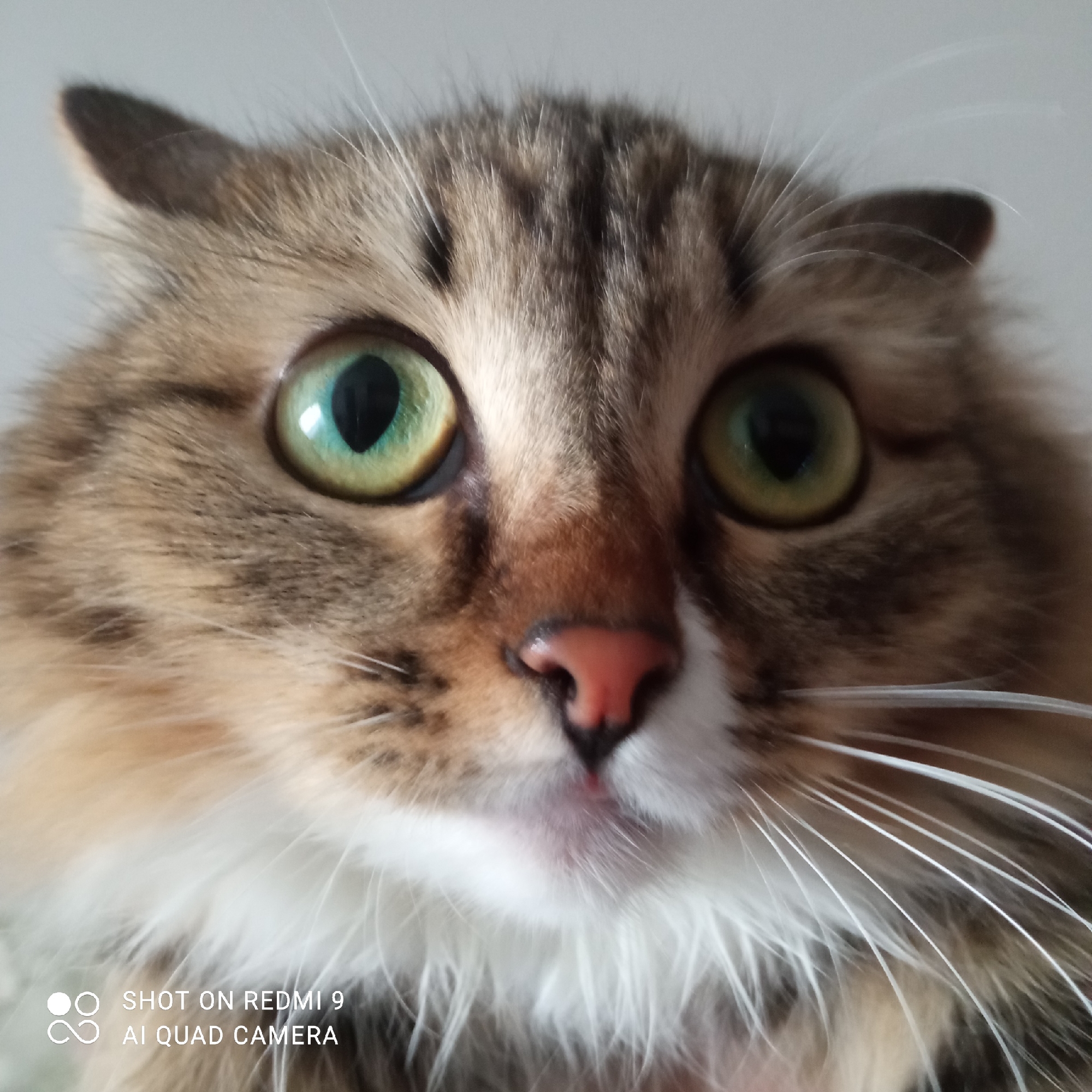 A close-up photograph shows the face of a cat. The cat has green eyes, a pink nose, and white whiskers. Its fur is a mix of brown, tan, and white. The background is a light gray or white. The text "SHOT ON REDMI 9 AI QUAD CAMERA" is in the bottom left corner of the image. There is no other context about location or city.